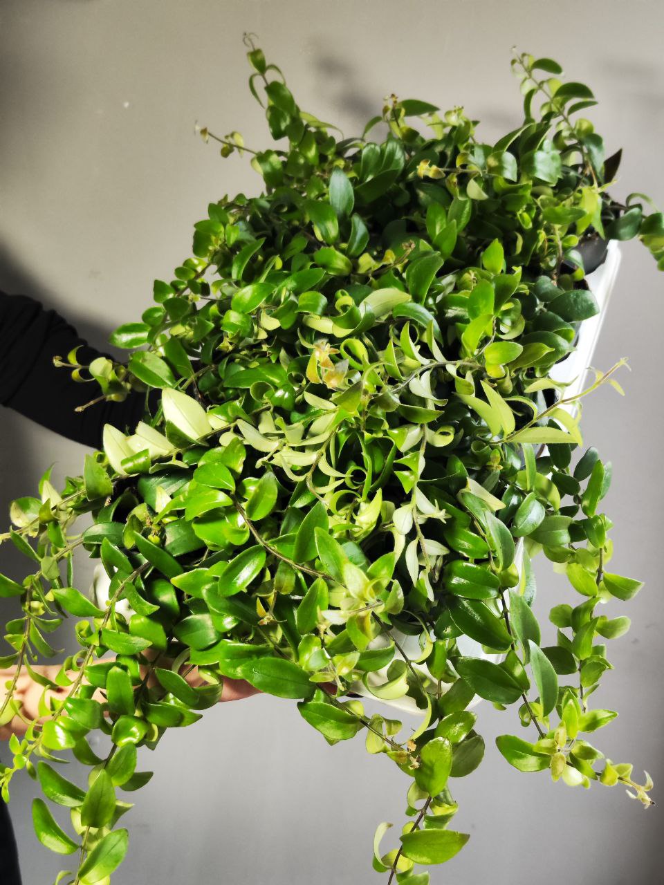 Эсхинантус Раста (Aeschynanthus Rasta) D12см