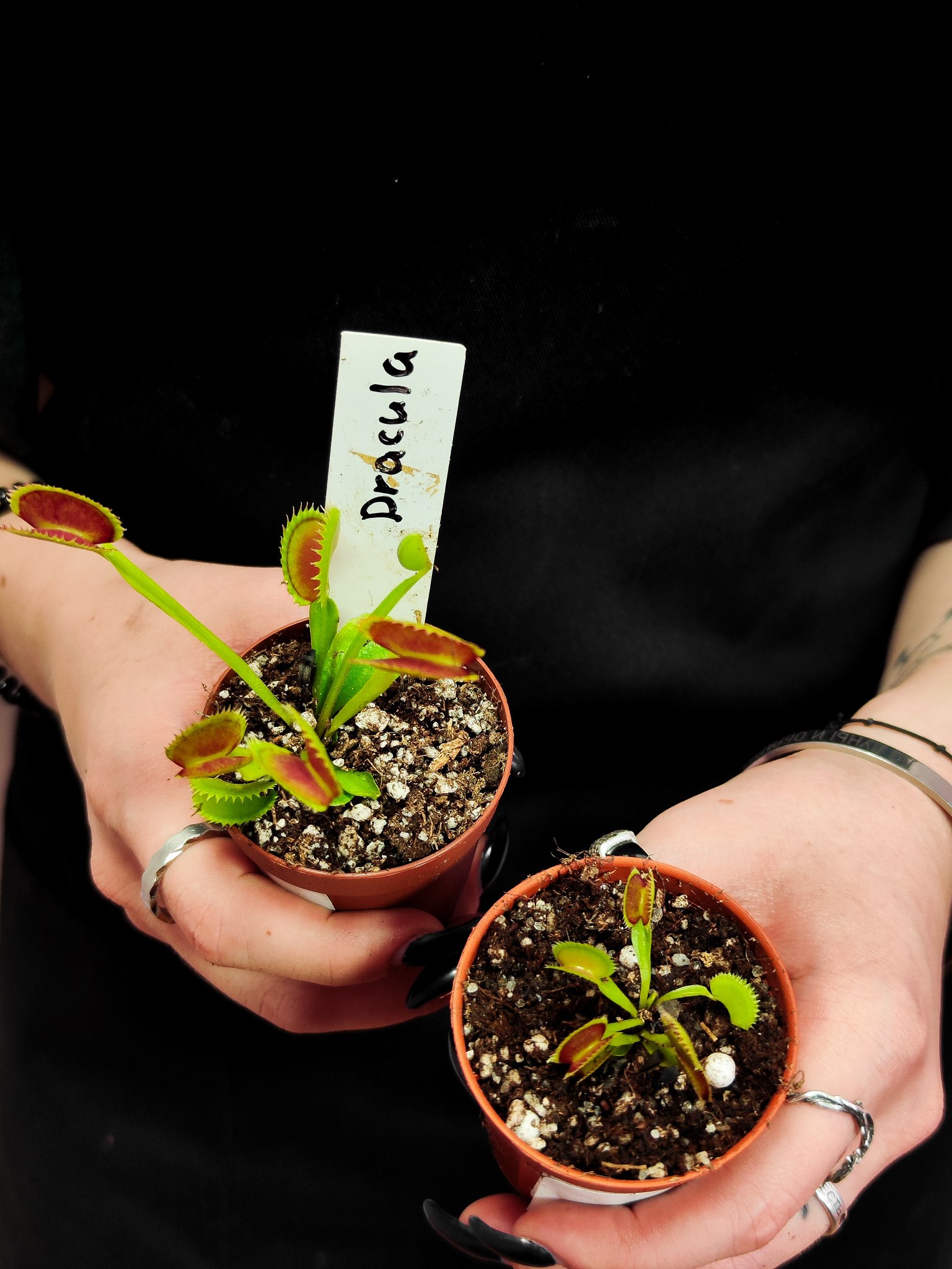 Венерина Мухоловка Дракула (Dionaea Muscipula Dracula) D5см