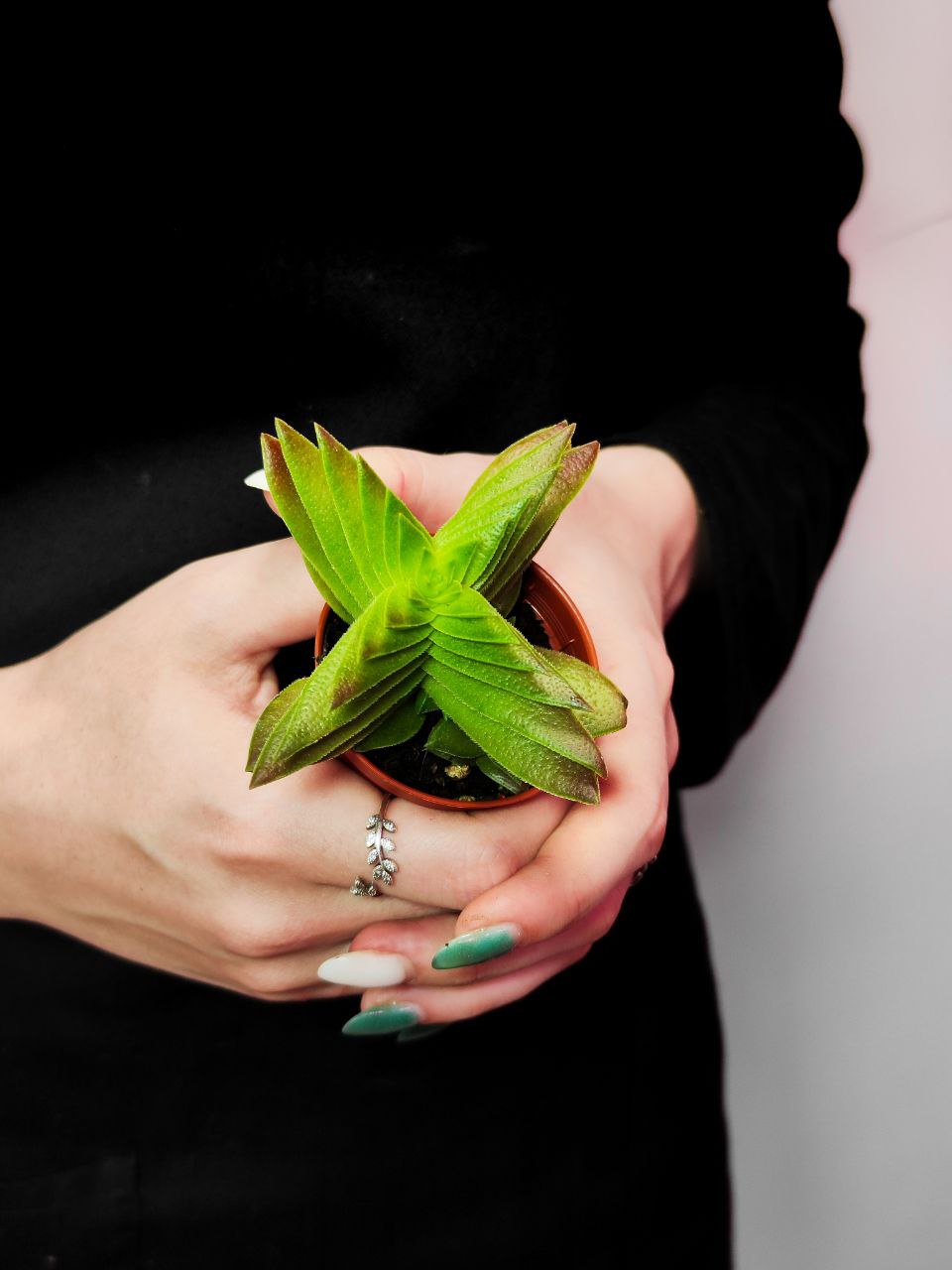 Крассула Капителла Зеленая (Crassula Capitella Green) D5см