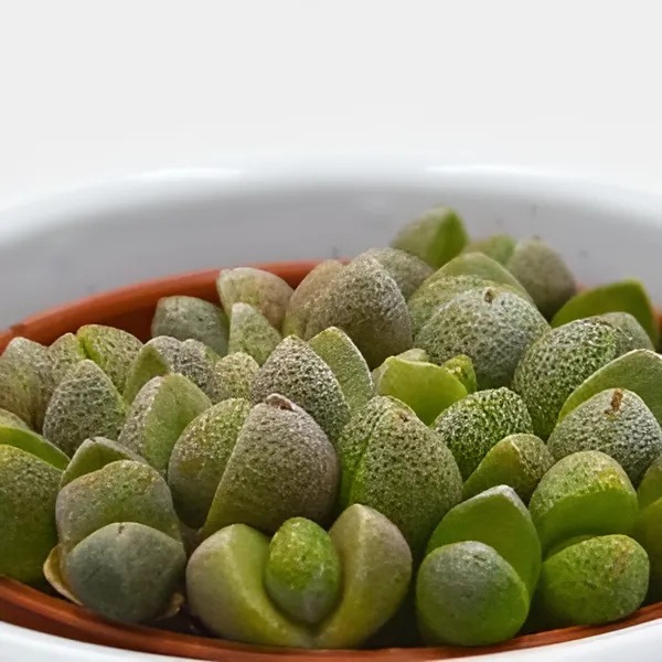 Плейоспилос Нелли Мини (Pleiospilos Nelii Mini) D5см