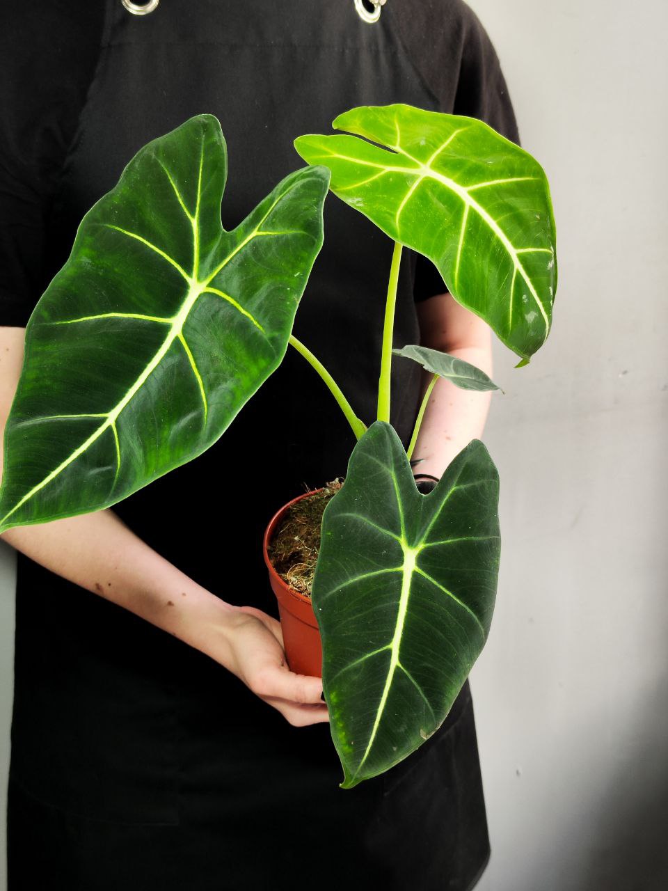 Алоказия Мишольца Фрайдек (Alocasia Frydek) D12см