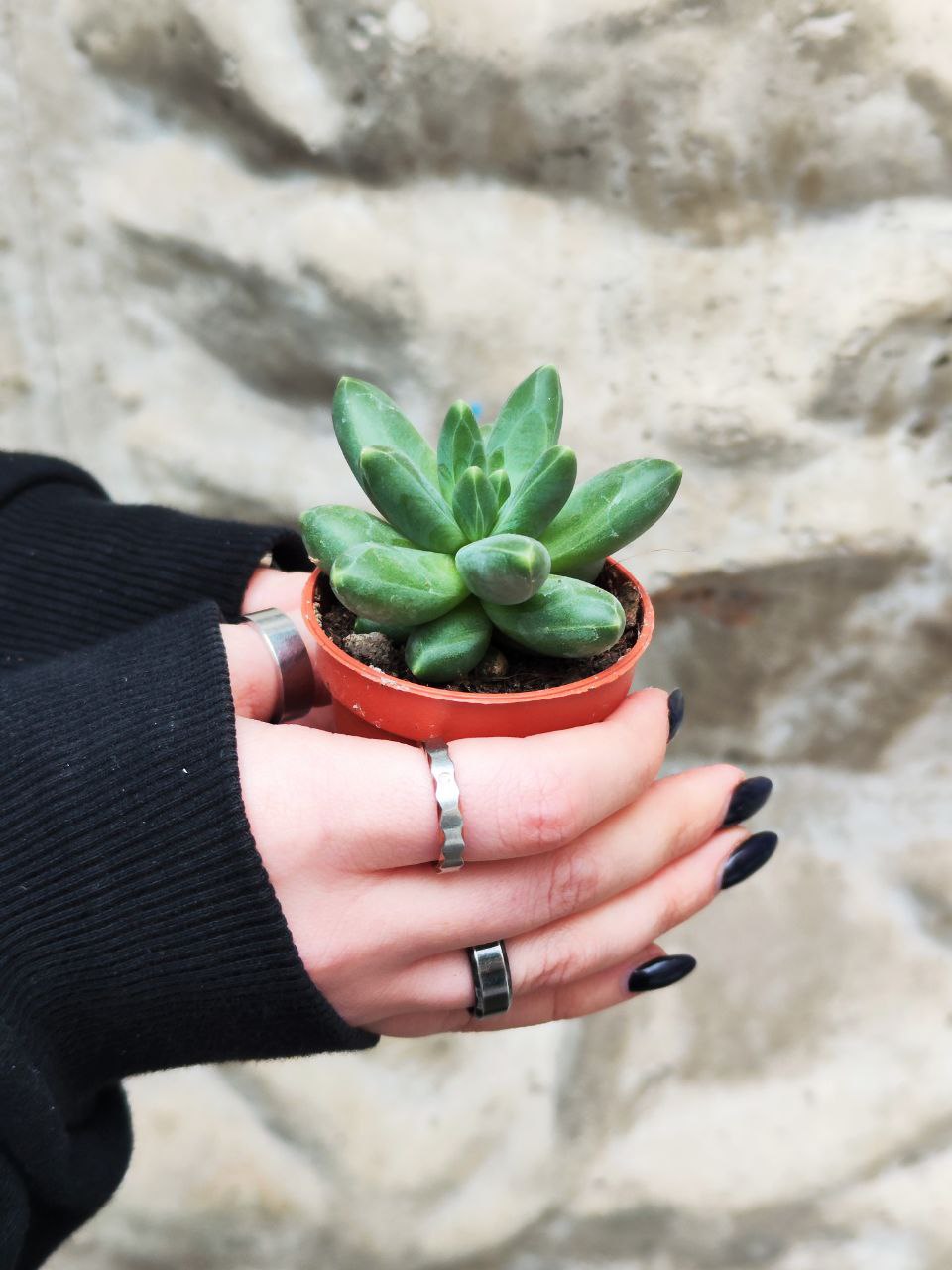 Пахифитум Фиткай Грин (Pachyphytum Fitkai Green) D5см