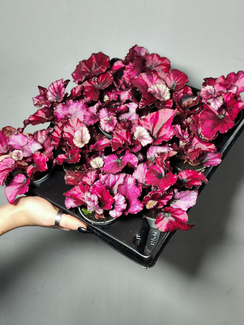 Бегония Красная (Begonia Red) D6см