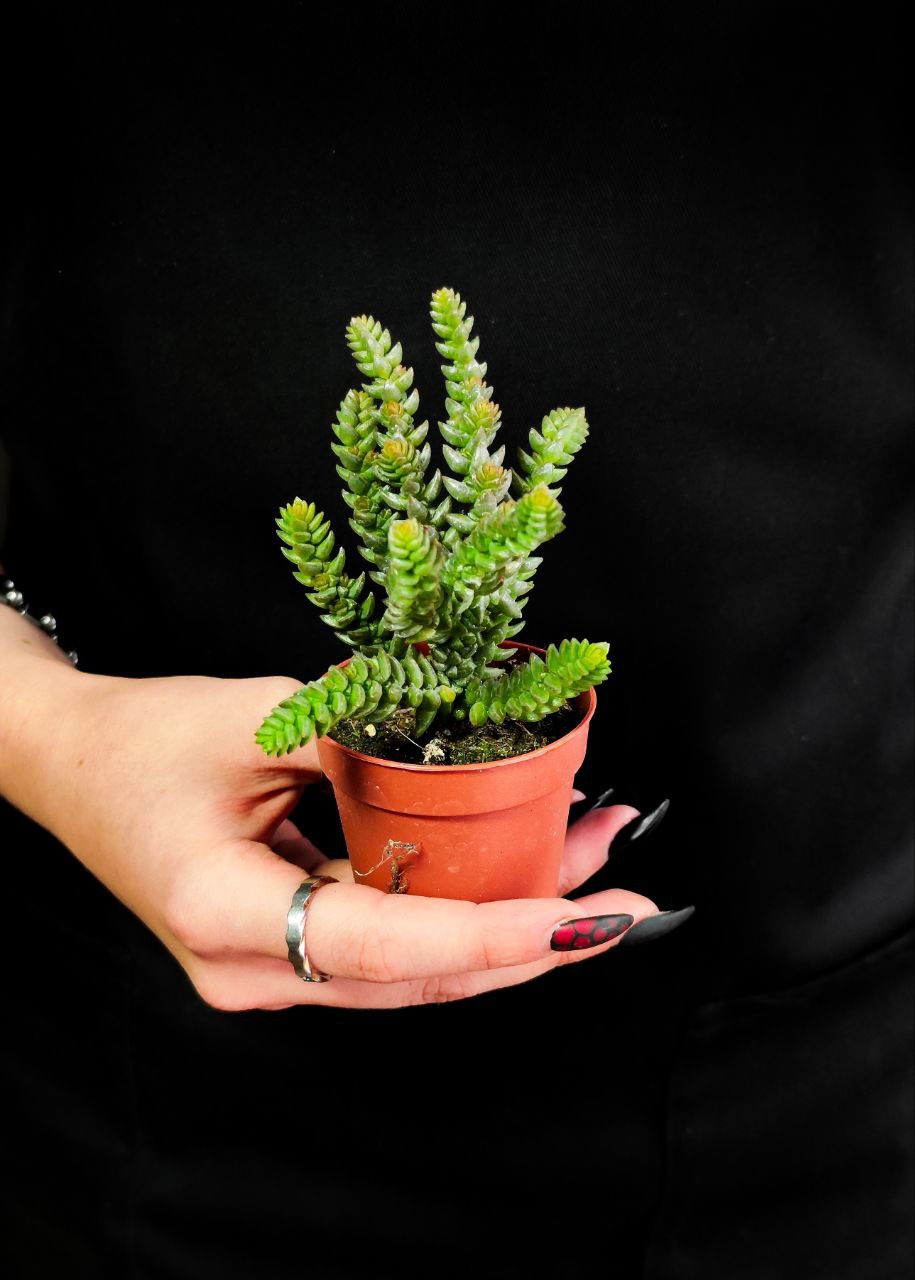 Крассула Мускоза (Crassula Muscosa) D5см