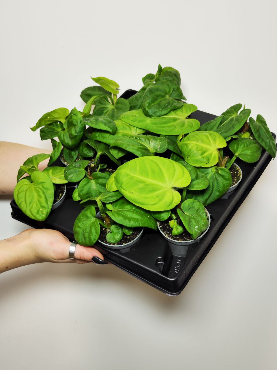 Антуриум Вилленаорум (Anthurium Villenaorum) D6см