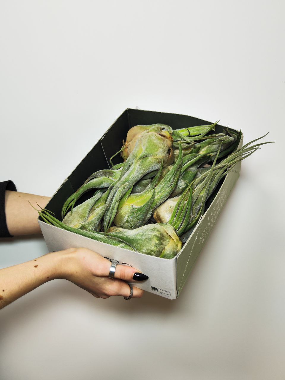 Тилландсия Селериана XL (Tillandsia Seleriana)