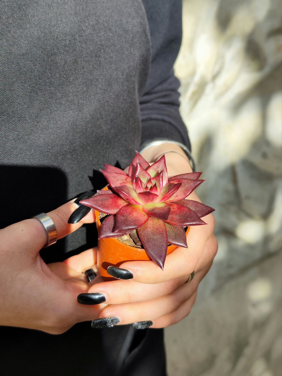 Эхеверия Марс Галакси (Echeveria Mars Galaxy) D5см