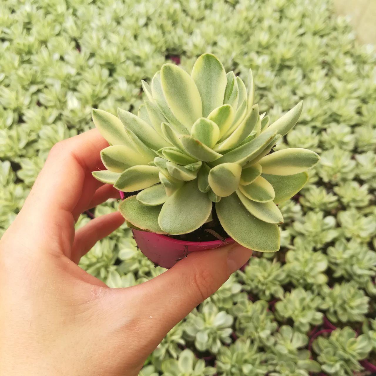Крассула Мани Мейкер Грин (Crassula Moneymaker Varigated Green) D5см