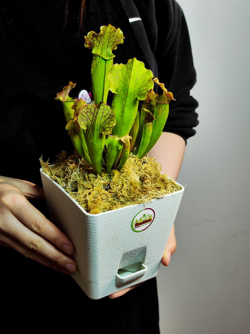Саррацения Лейкофилла Компакта  (Sarracenia Leucophylla Compacta) пересаженная D12см