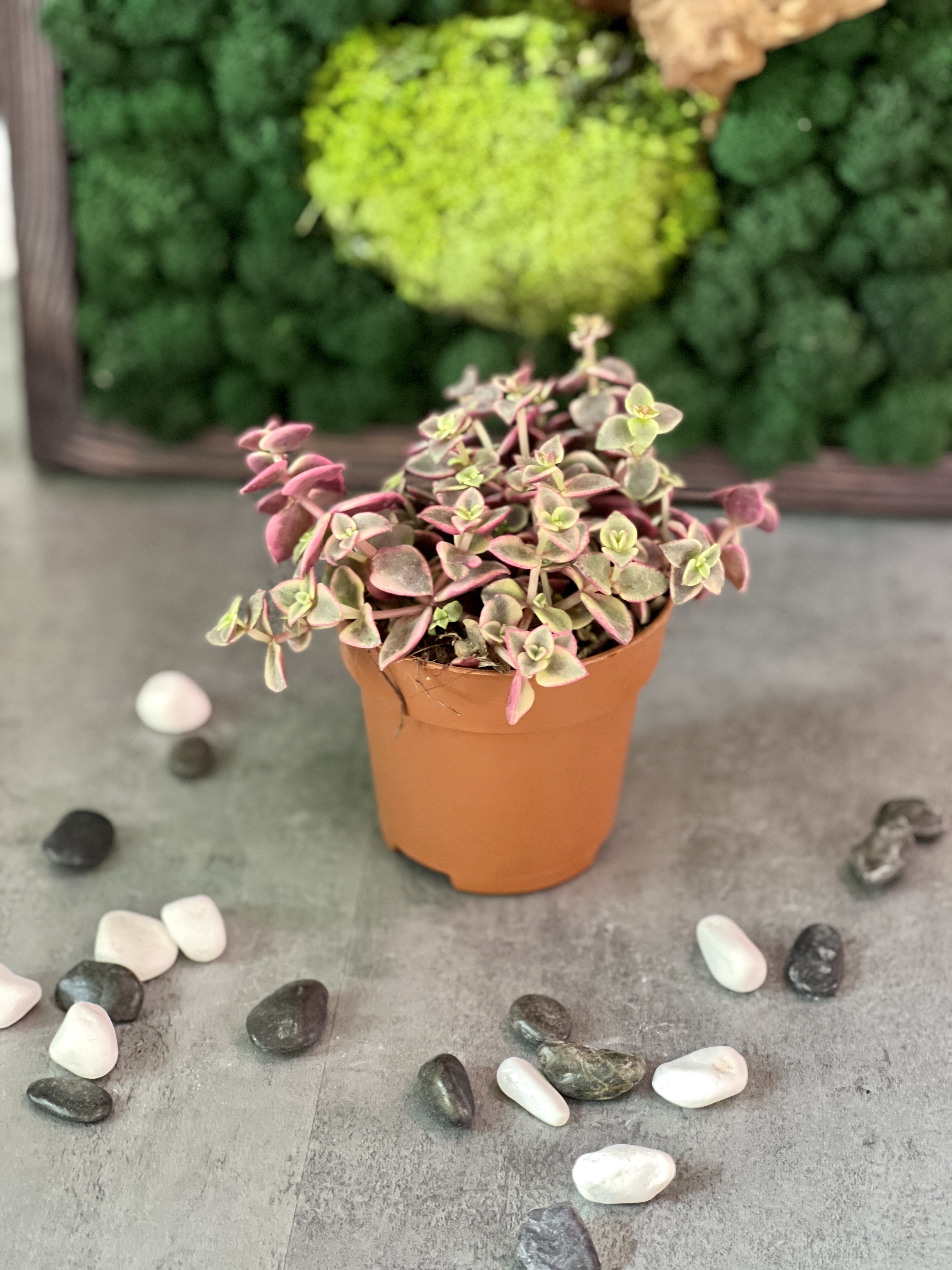 Крассула Маргиналис (Crassula Marginalis) D8см