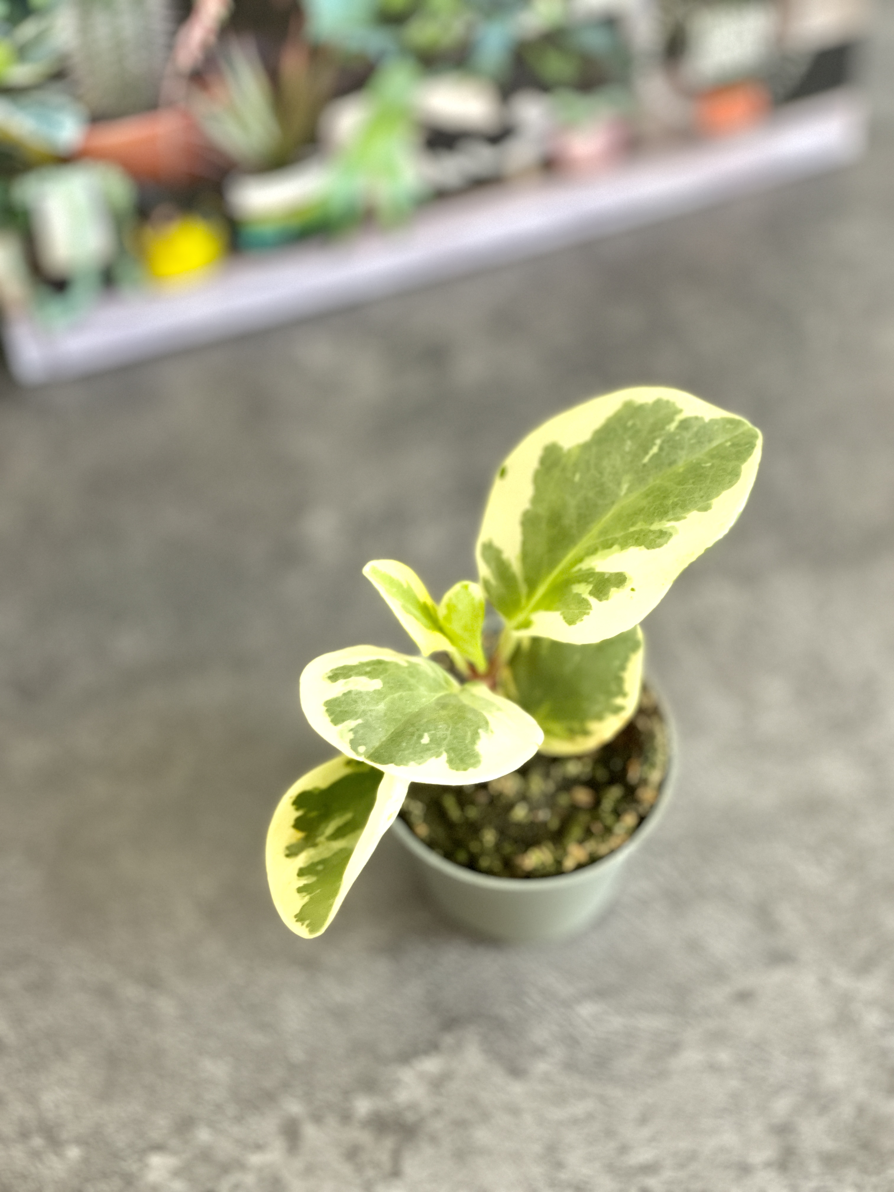 Пеперомия Туполистная Вариегатная (Peperomia Obtusifolia Variegata) D5см