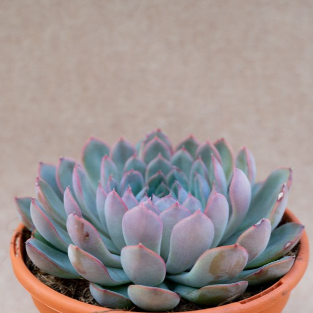 Эхеверия Апус (Echeveria Apus) D5см