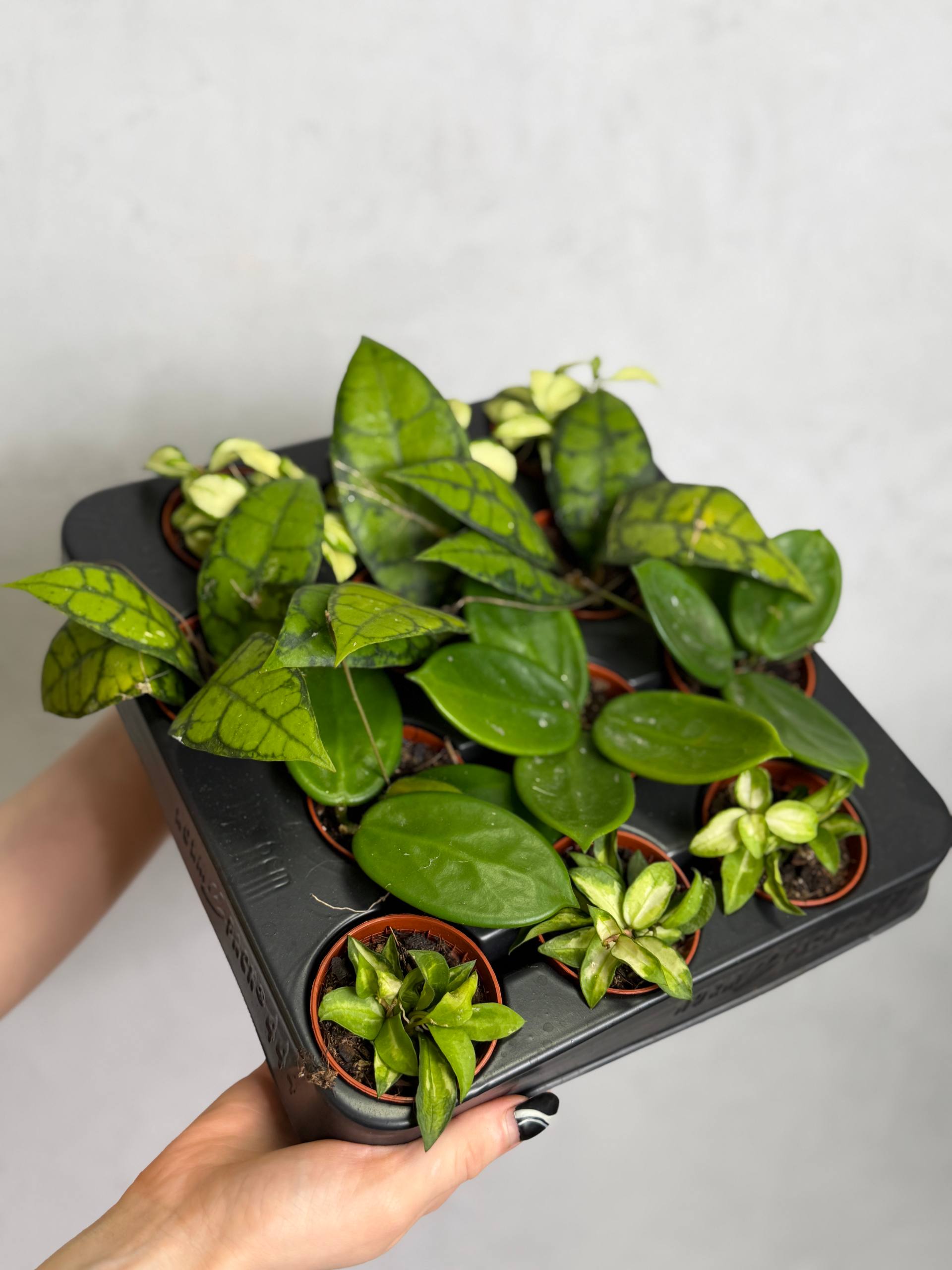 Хойя Вангвингенсис (Hoya Vangviengiensis) D6см