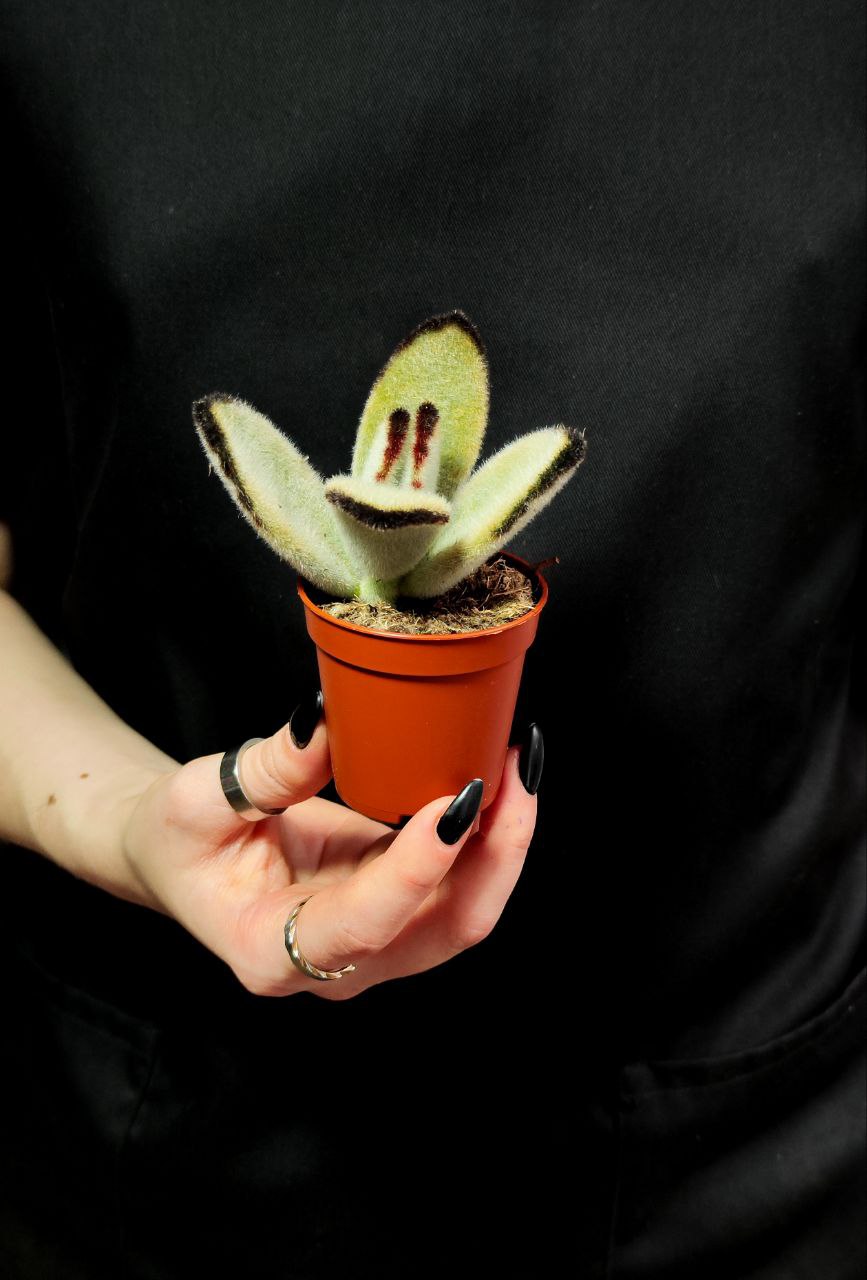 Каланхоэ Томентоза Джамбо (Kalanchoe Tomentosa Jumbo) D5см