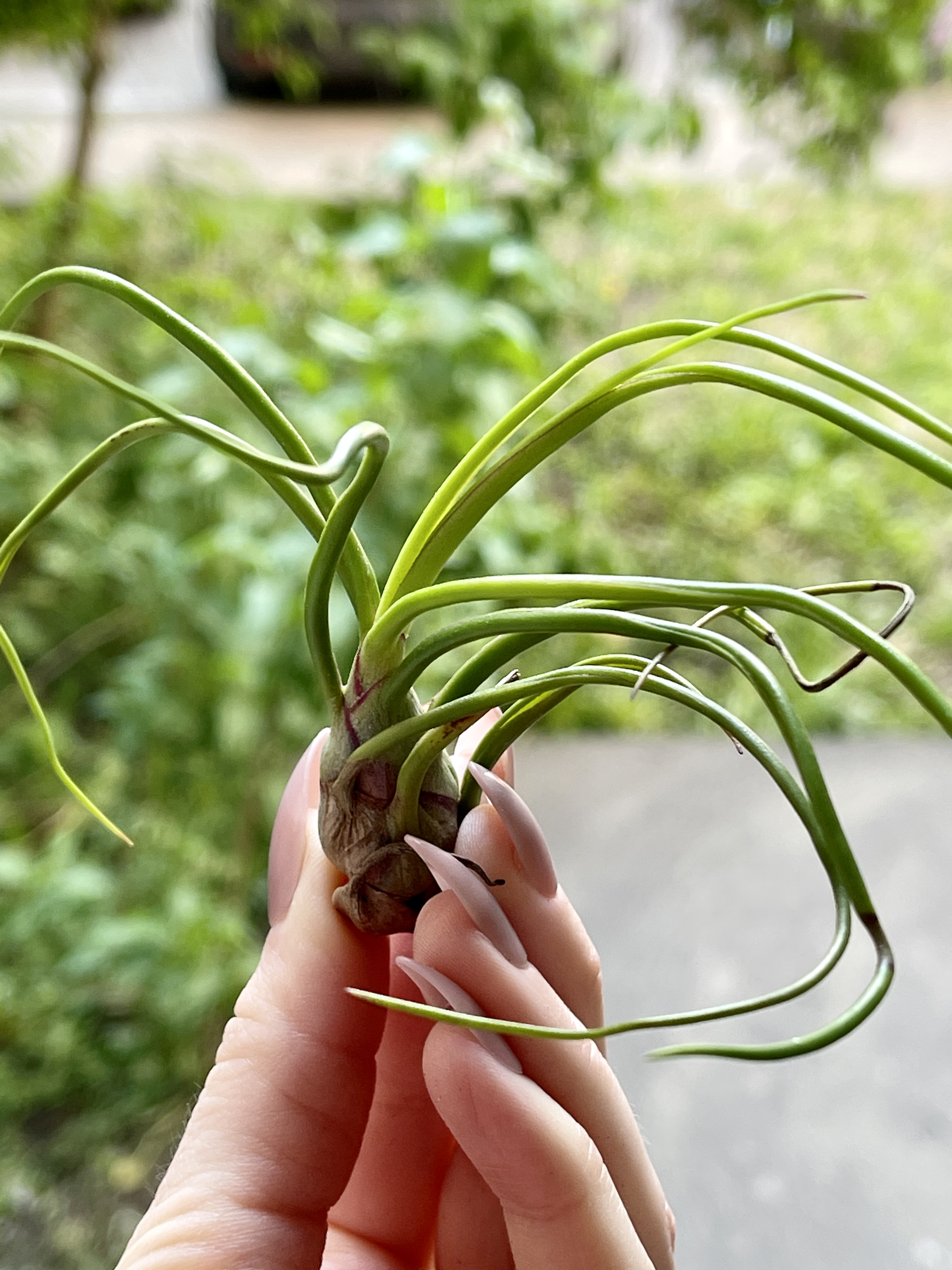 Тилландсия Бульбовидная (Tillandsia Bulbosa)