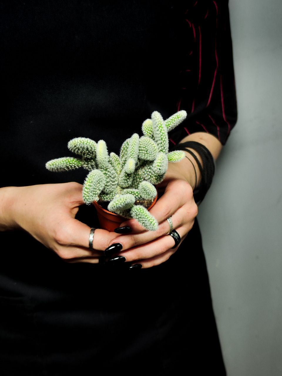 Опунция Микродазис Альба Дабл (Opuntia Microdasys Alba Double) D5см