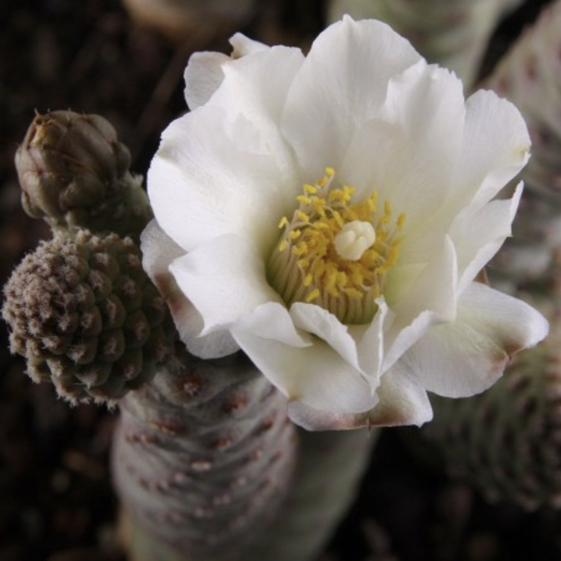 Тефрокактус Членистый (Tephrocactus Articulatus var. Syringacanthus) D6,5см