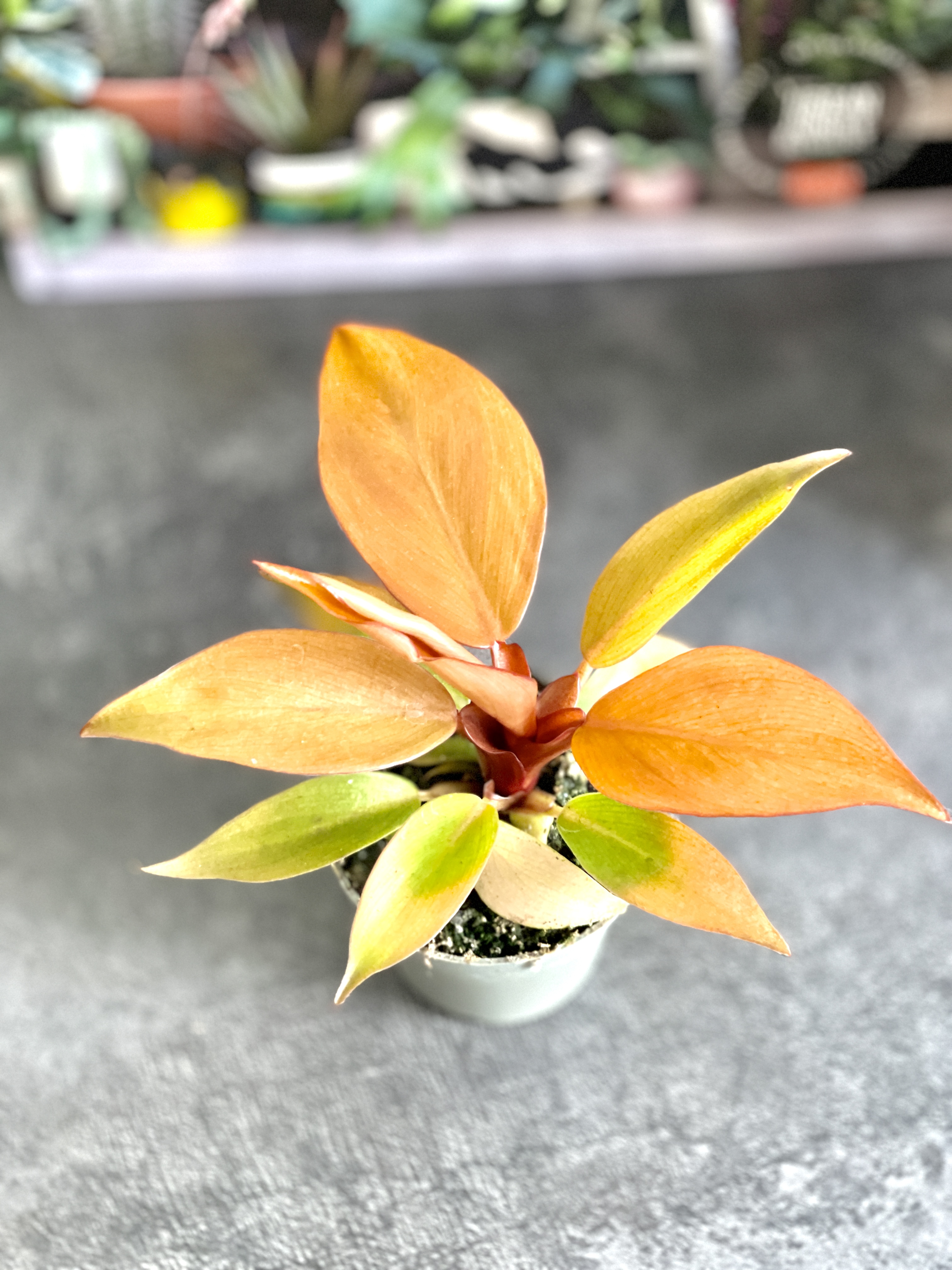 Филодендрон Принц Оранж (Philodendron Prince of Orange) D6см