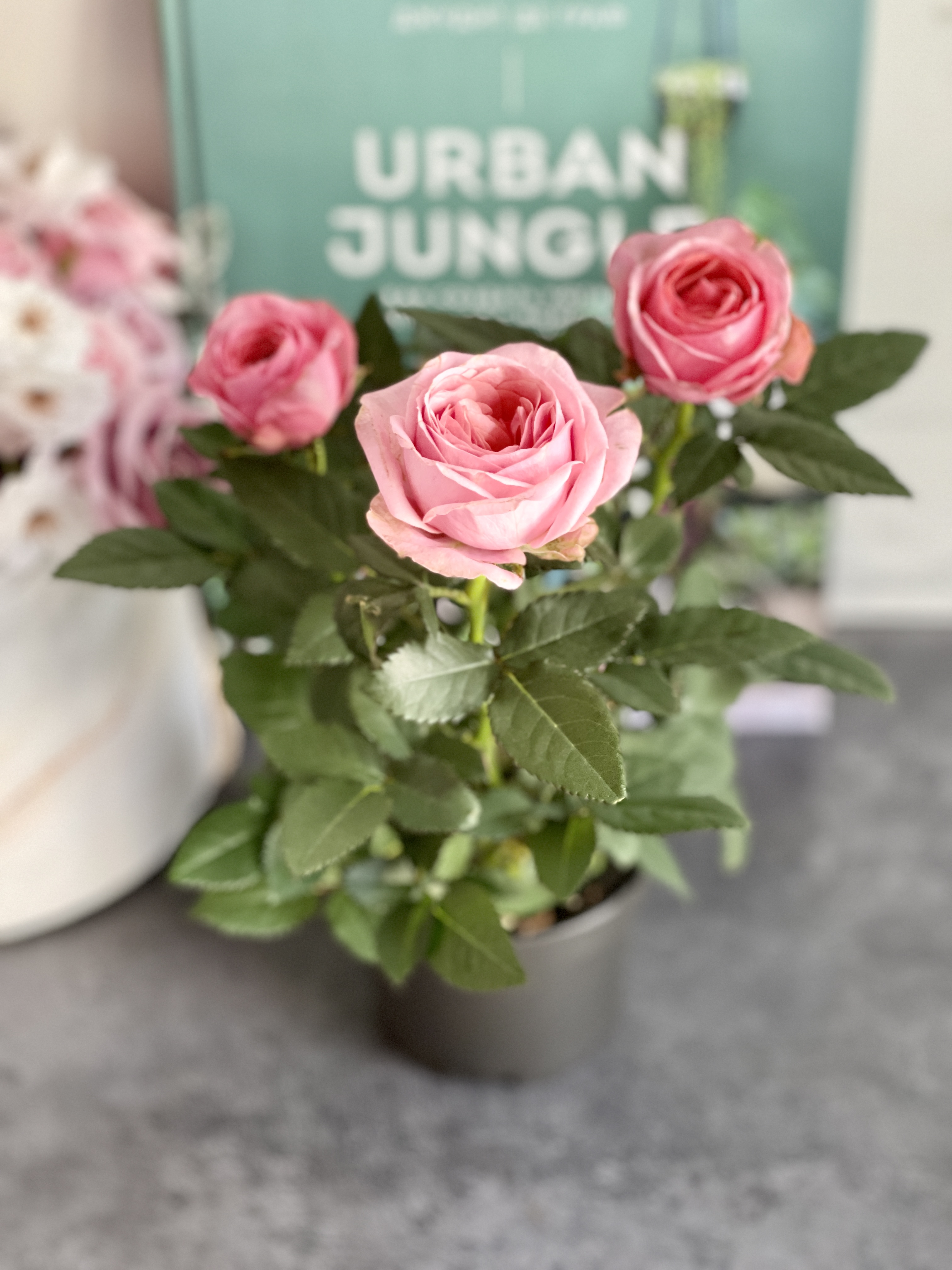 Роза розовая комнатная (Rose Pink) D9см
