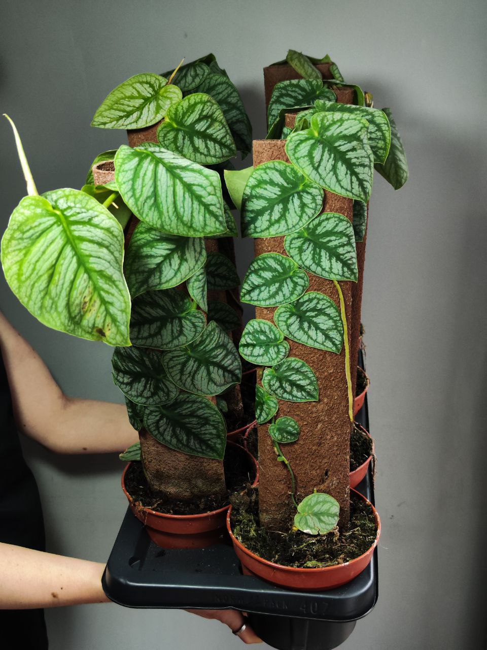 Монстера Дубиа (Monstera Dubia) D14см