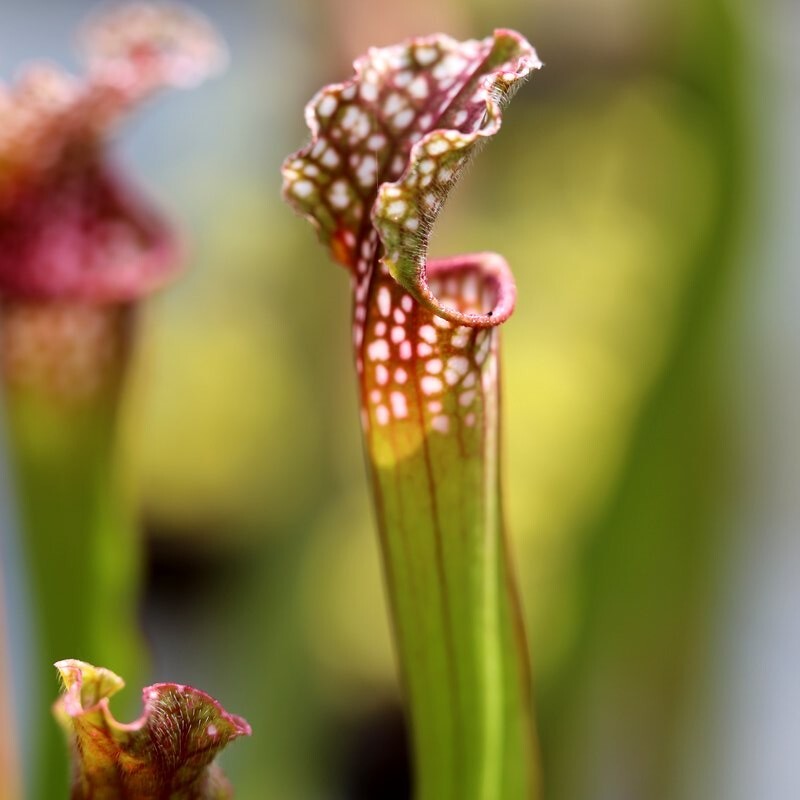 Саррацения Стивенси (Sarracenia Stevensii) D9см