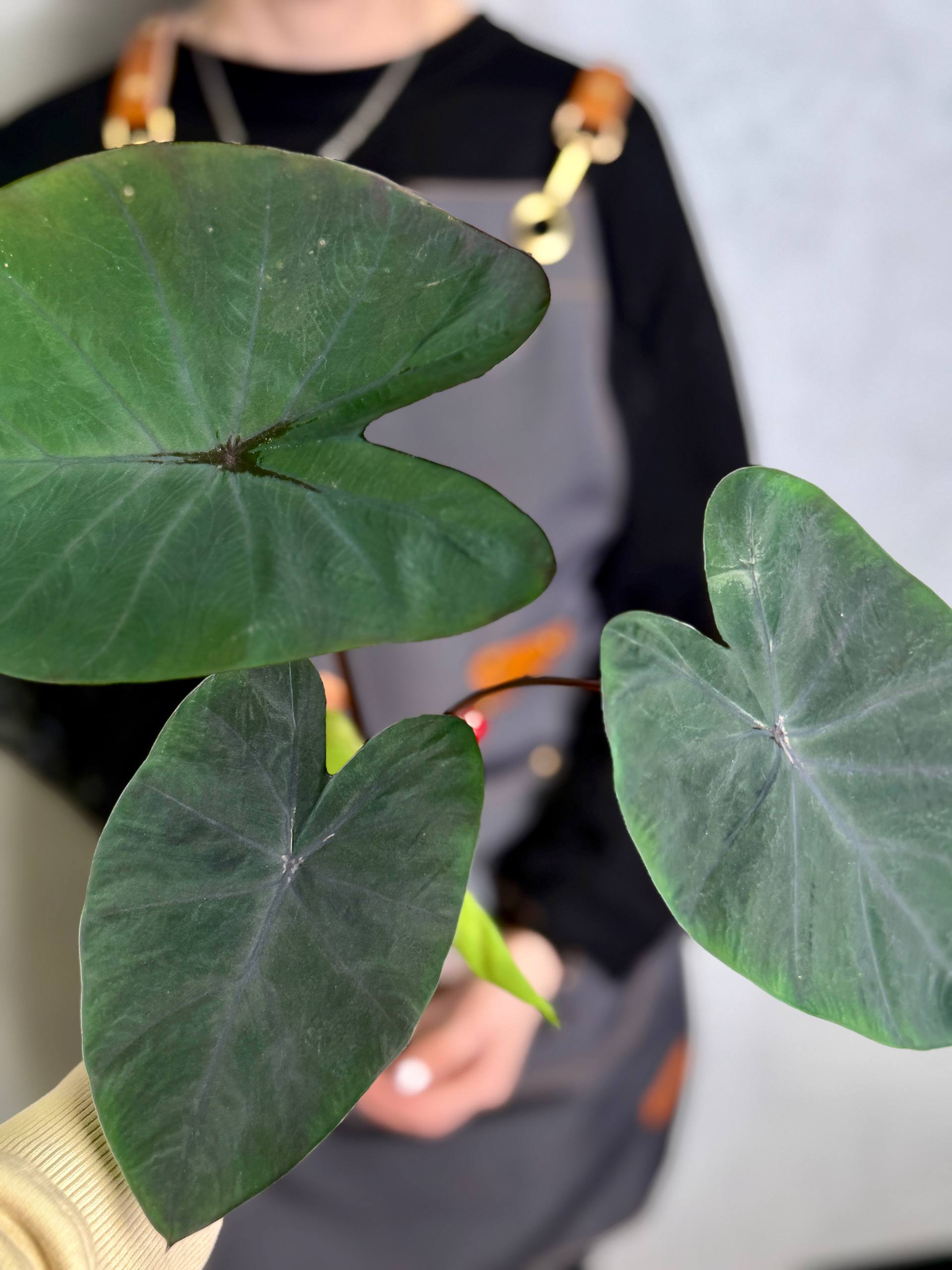 Колоказия Блэк Мэджик (Colocasia Black Magic) D10см