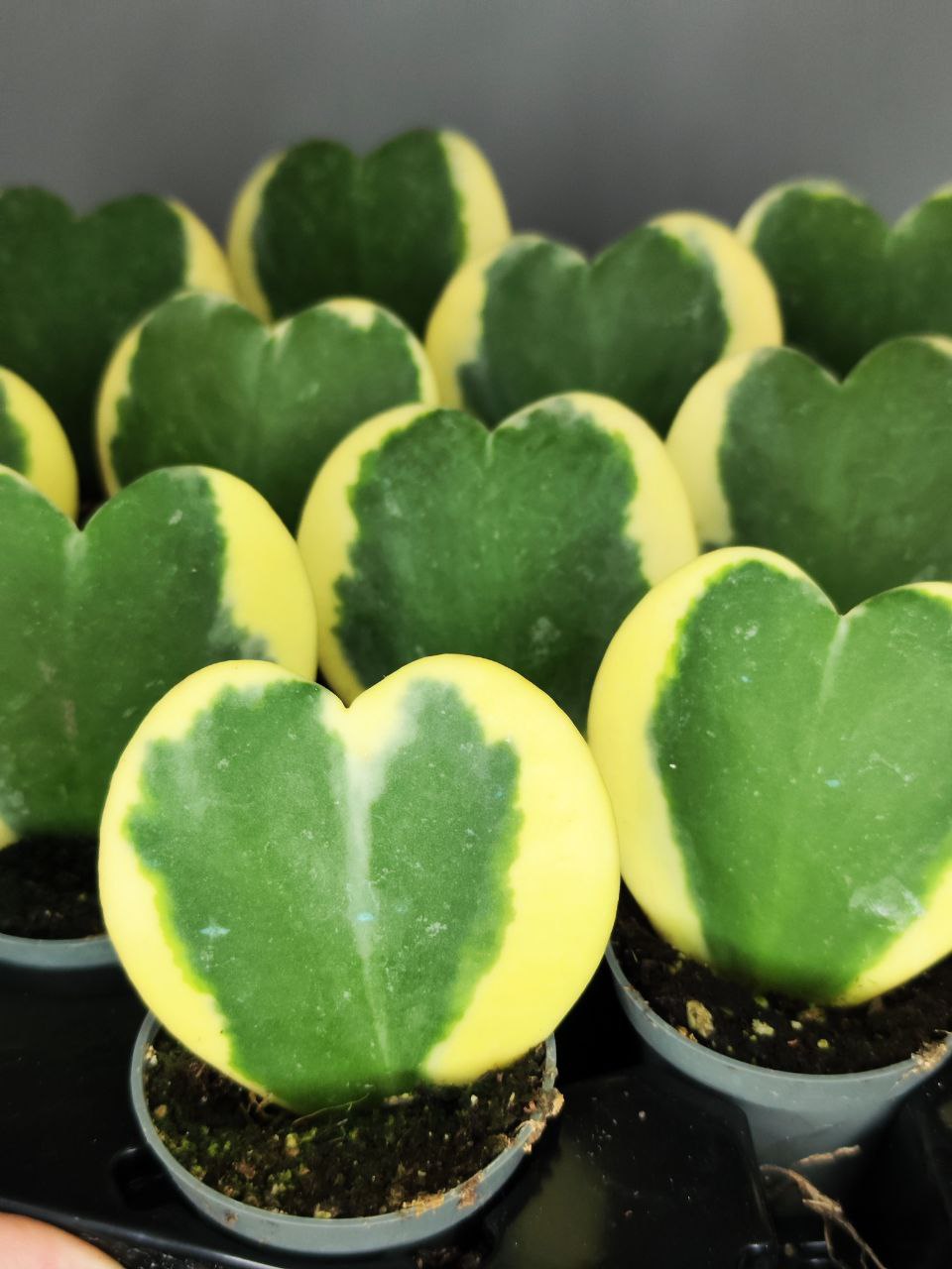 Хойя Керри Вариегатная (Hoya Kerrii Variegated) D6см