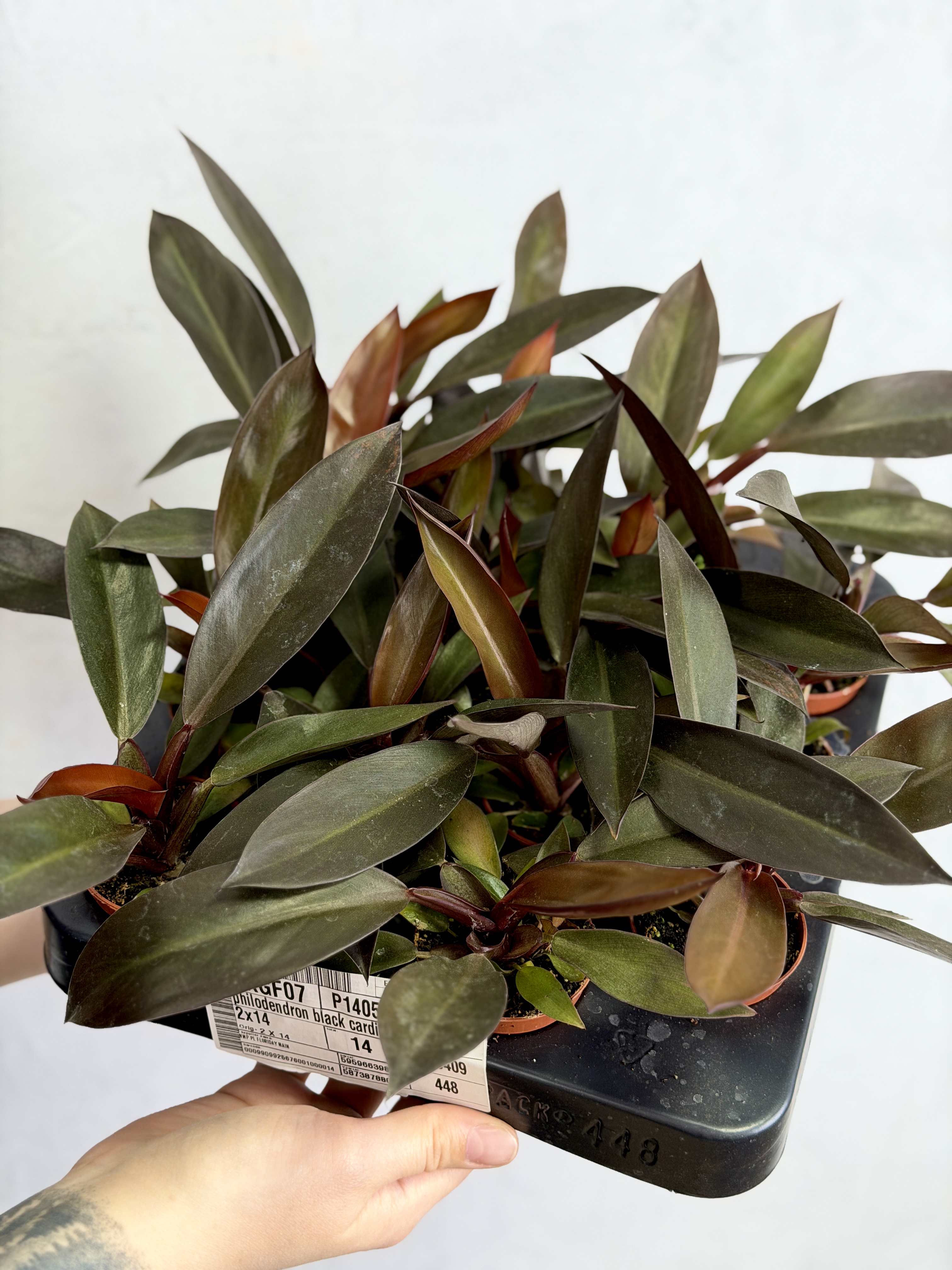 Филодендрон Блэк Кардинал (Philodendron Black Cardinal) D6см