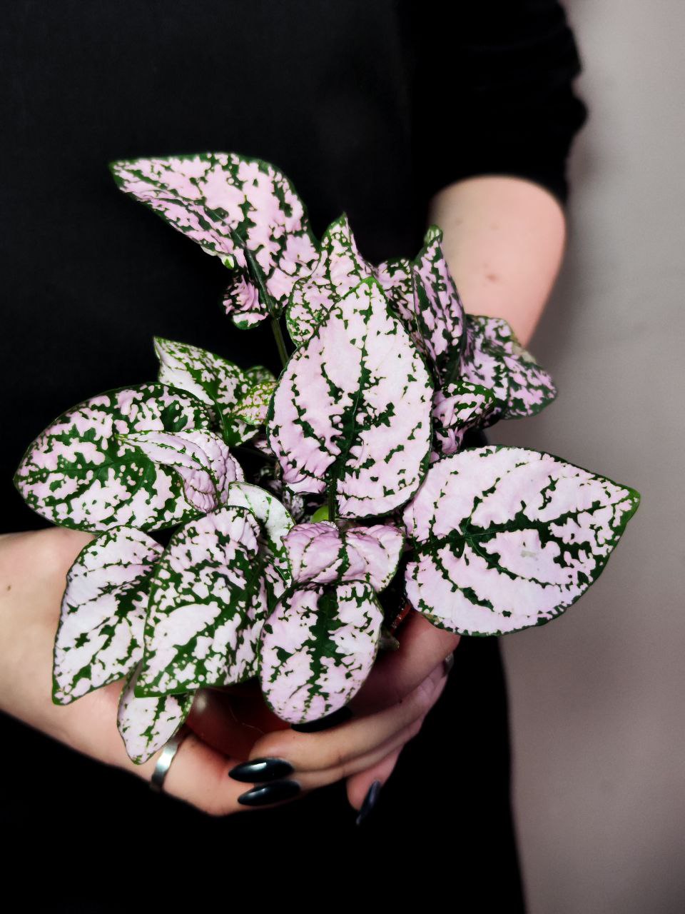 Гипоэстес Листоколосковый Пинк (Hypoestes Phyllostachya Pink) D8см