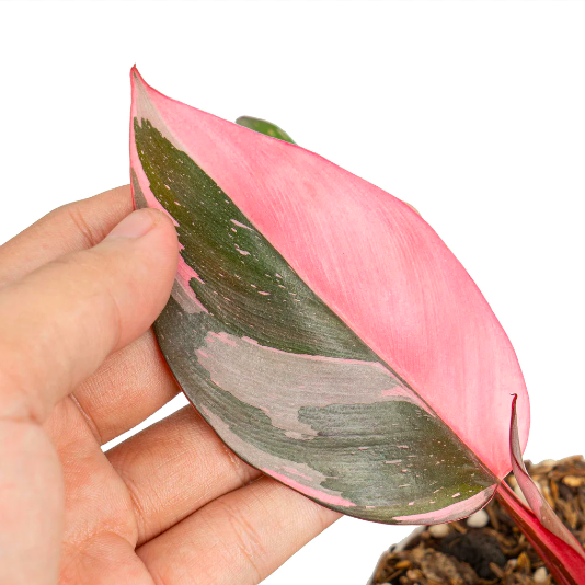 Филодендрон Пинк Принцесс Марбл (Philodendron Pink Princess Marble) D6см