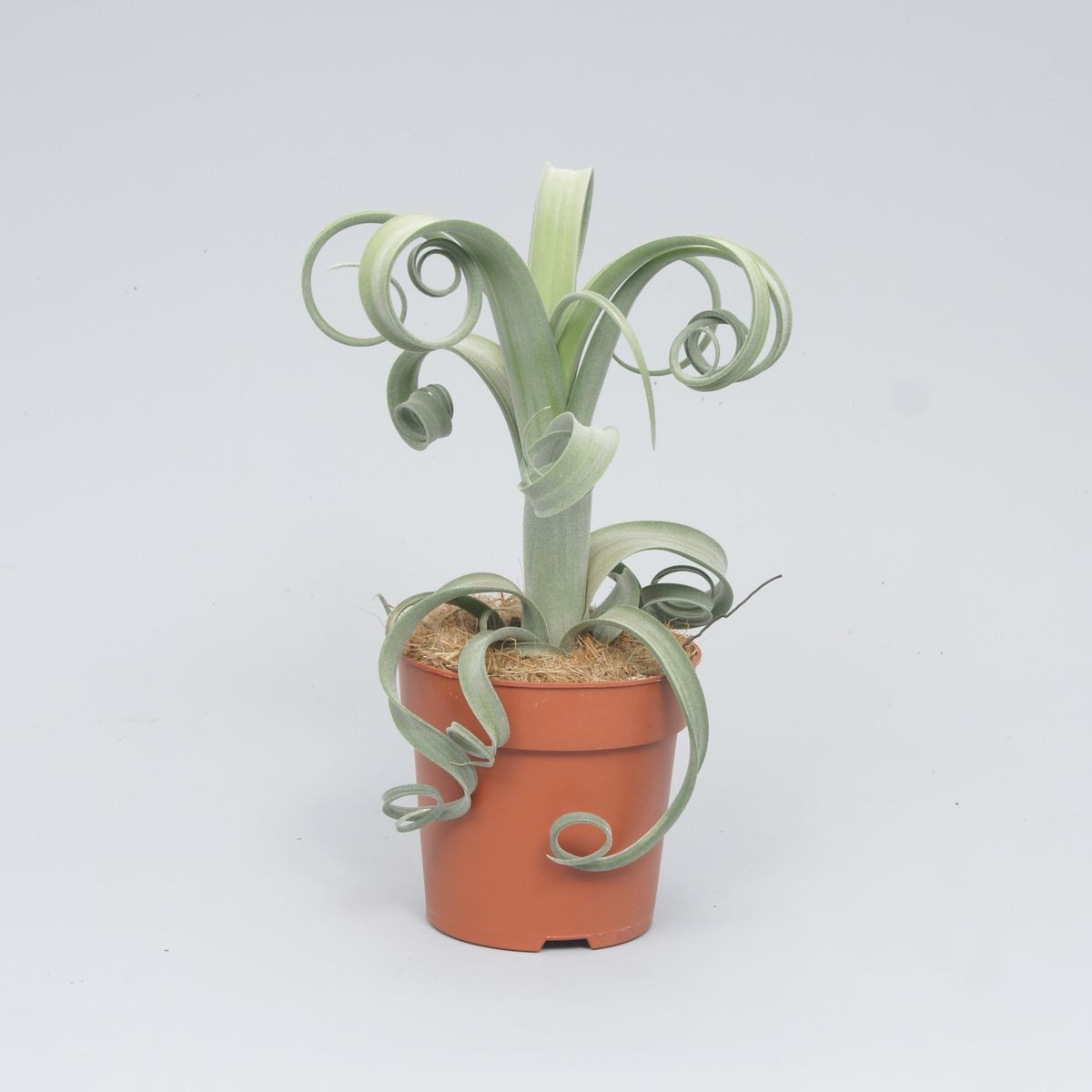 Тилландсия Курли Слим (Tillandsia Сurly Slim)