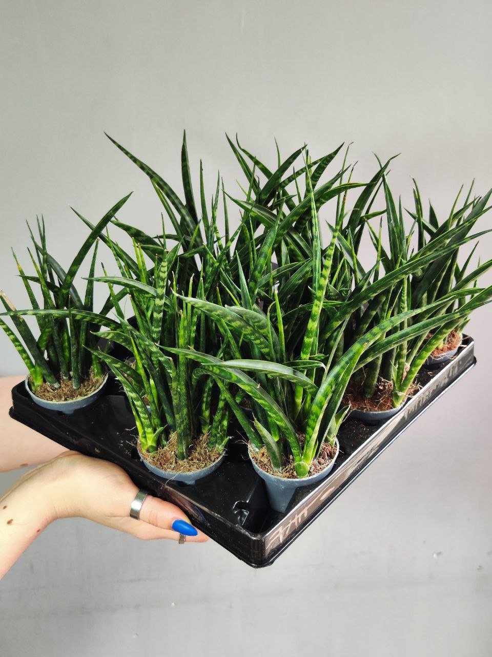 Сансевиерия Фернвуд Микадо (Sansevieria Fernwood Mikado) D6см