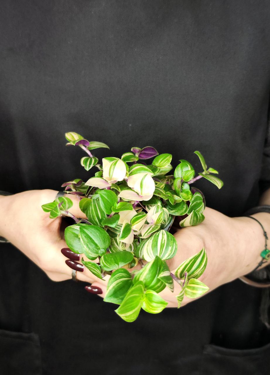 Традесканция Триколор Роза (Tradescantia Tricolor Rosa) D6см