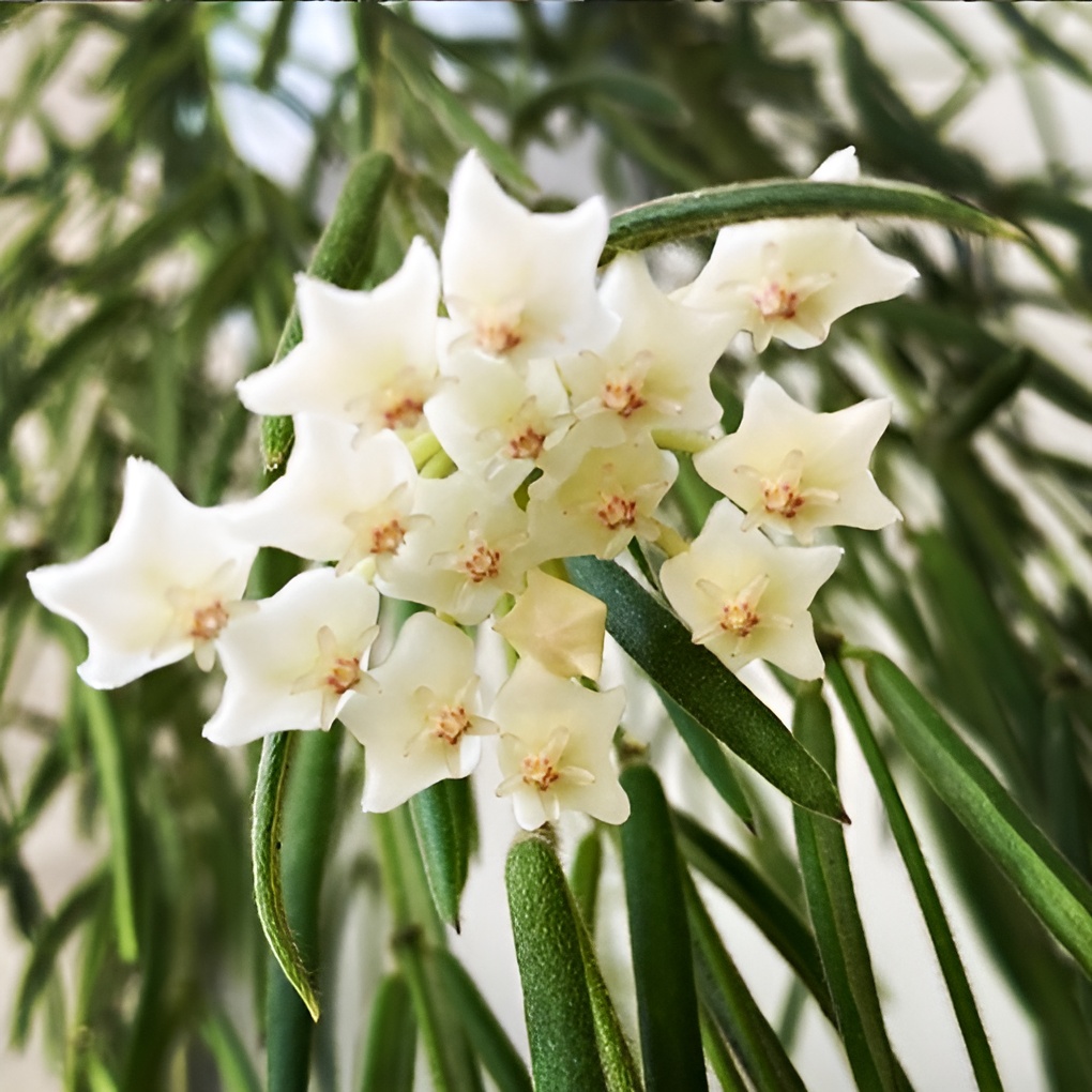 Хойя Линеарис (Hoya Linearis) D8см