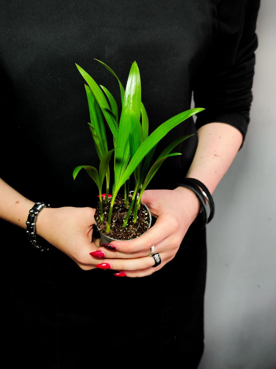 Пальма Дипсис Желтоватый (Dypsis Lutescens) D6см