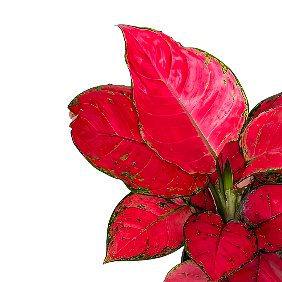 Аглаонема Ред Джой (Aglaonema Red Joy) D12см