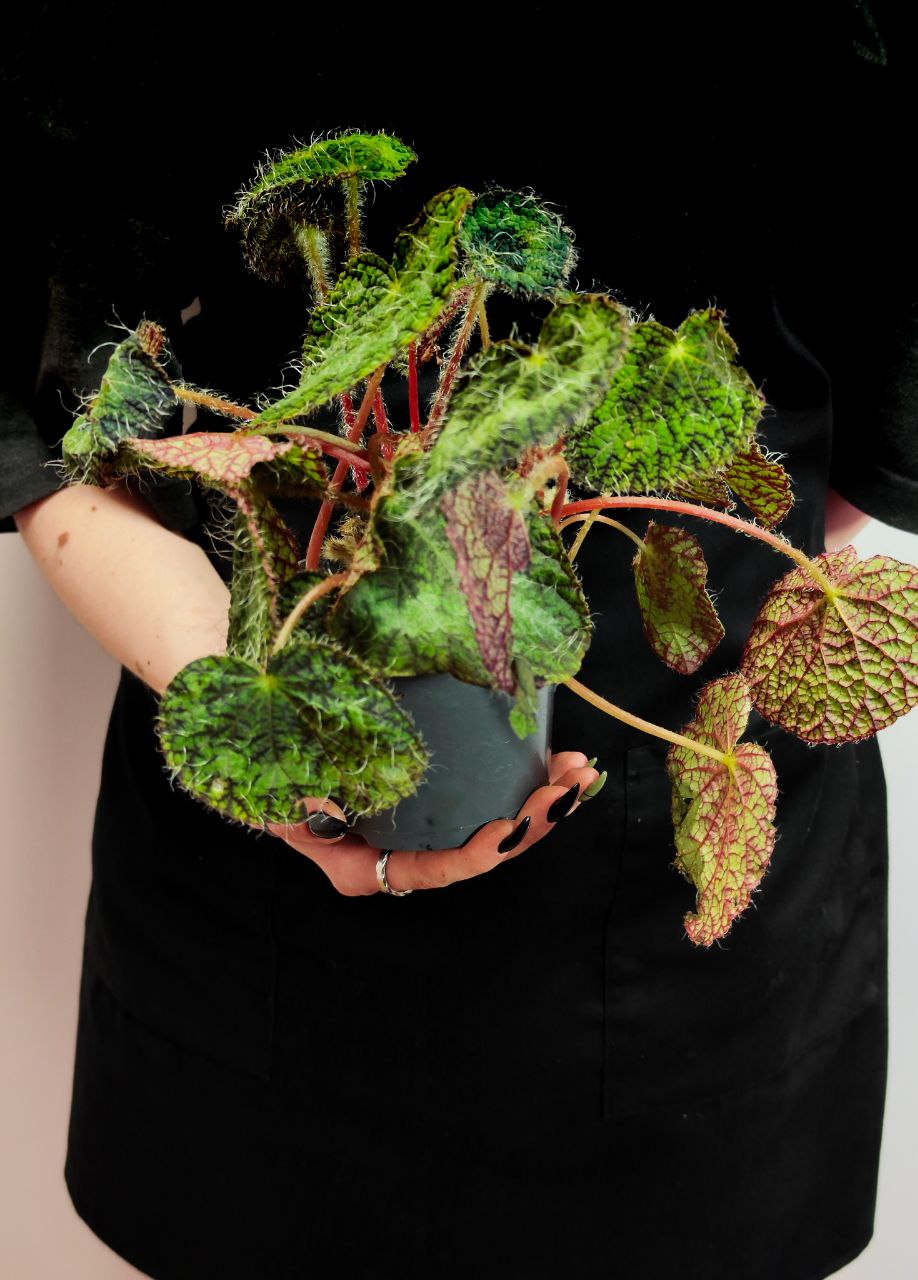 Бегония Сайзмор (Begonia Sizemoreоe) D12см