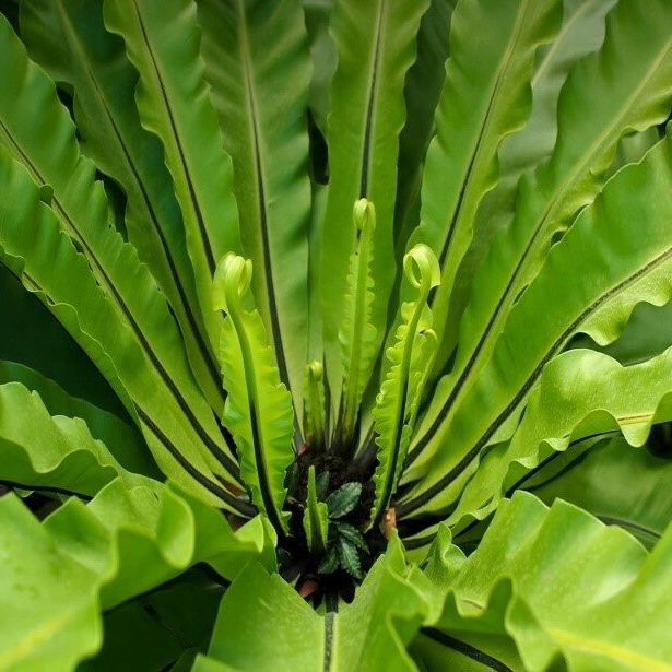 Папоротник Асплениум Нидус (Asplenium Nidus) D6см