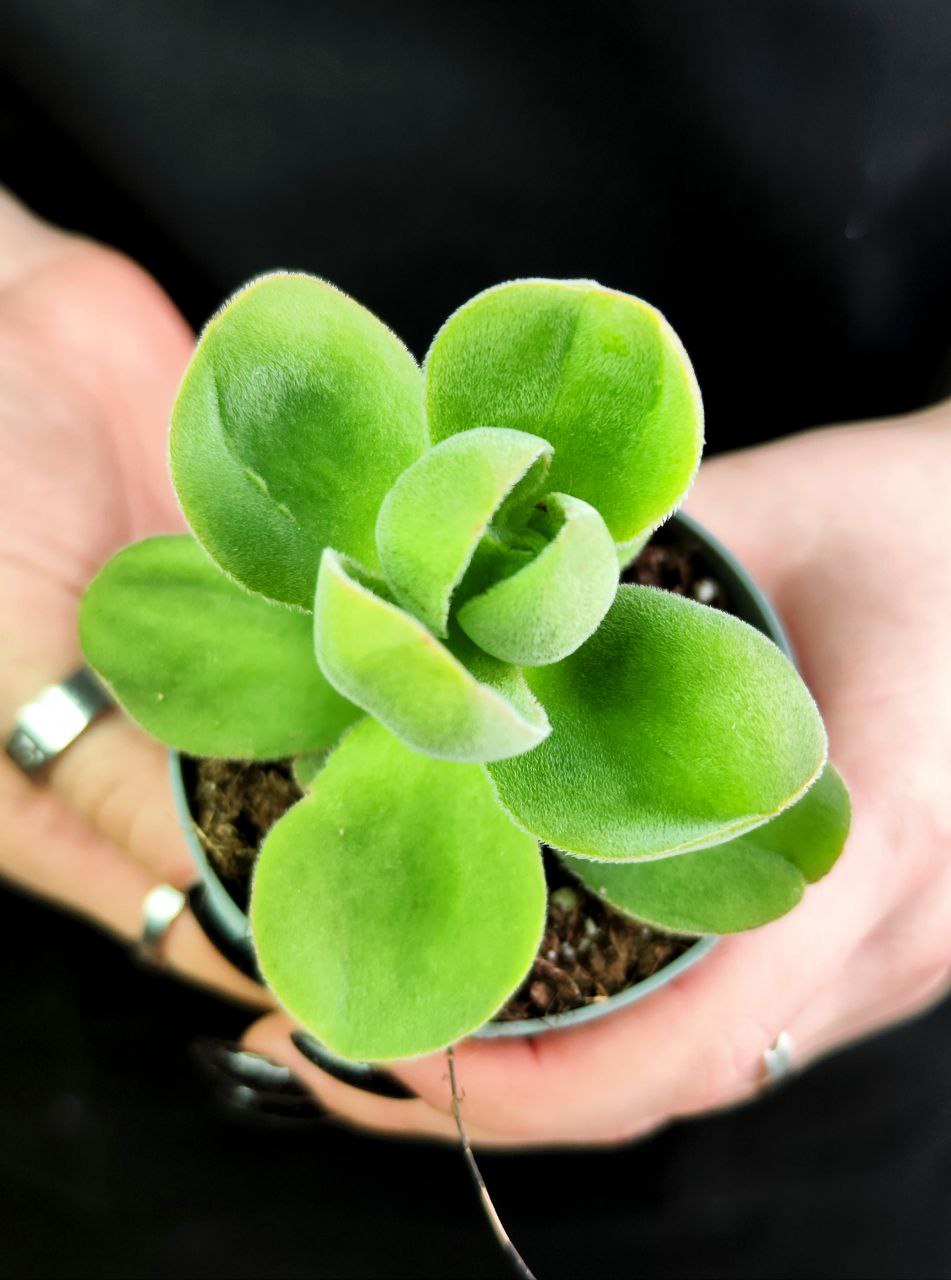 Крассула Аргирофилла Швазиенсис (Crassula Argyrophylla Var Swaziensis) D6см