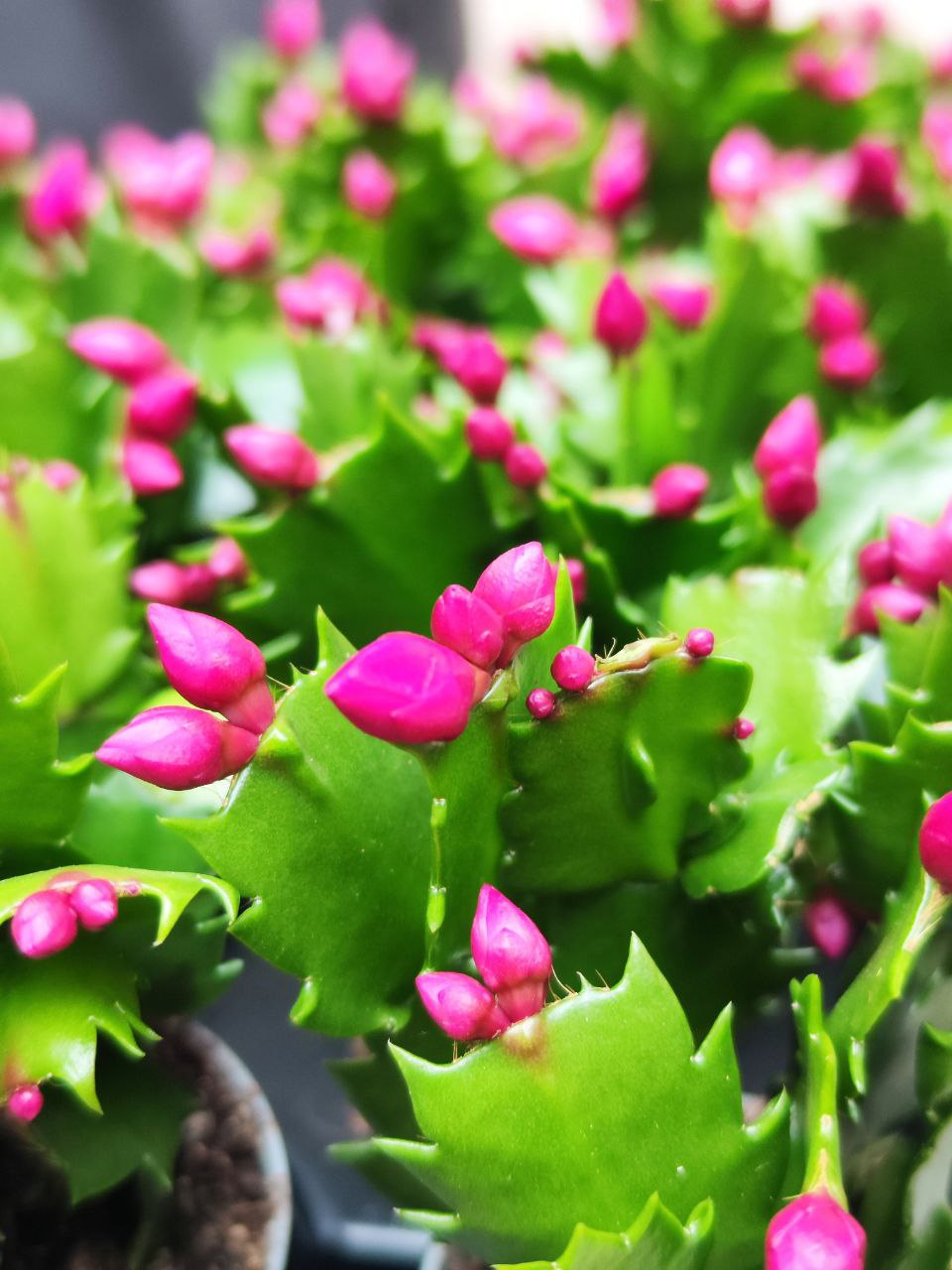 Декабрист Фиолетовый, или Шлюмбергера (Schlumbergera Tendenza Purple) D6см
