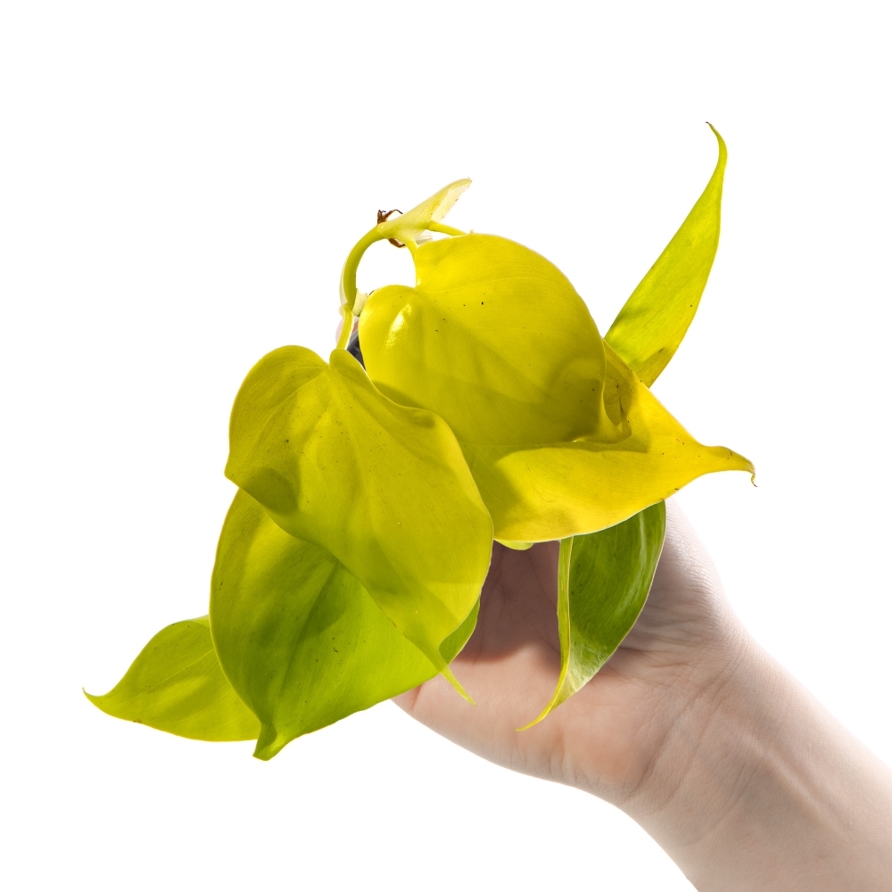 Филодендрон Неон Лайм (Philodendron Neon Lime) D6см