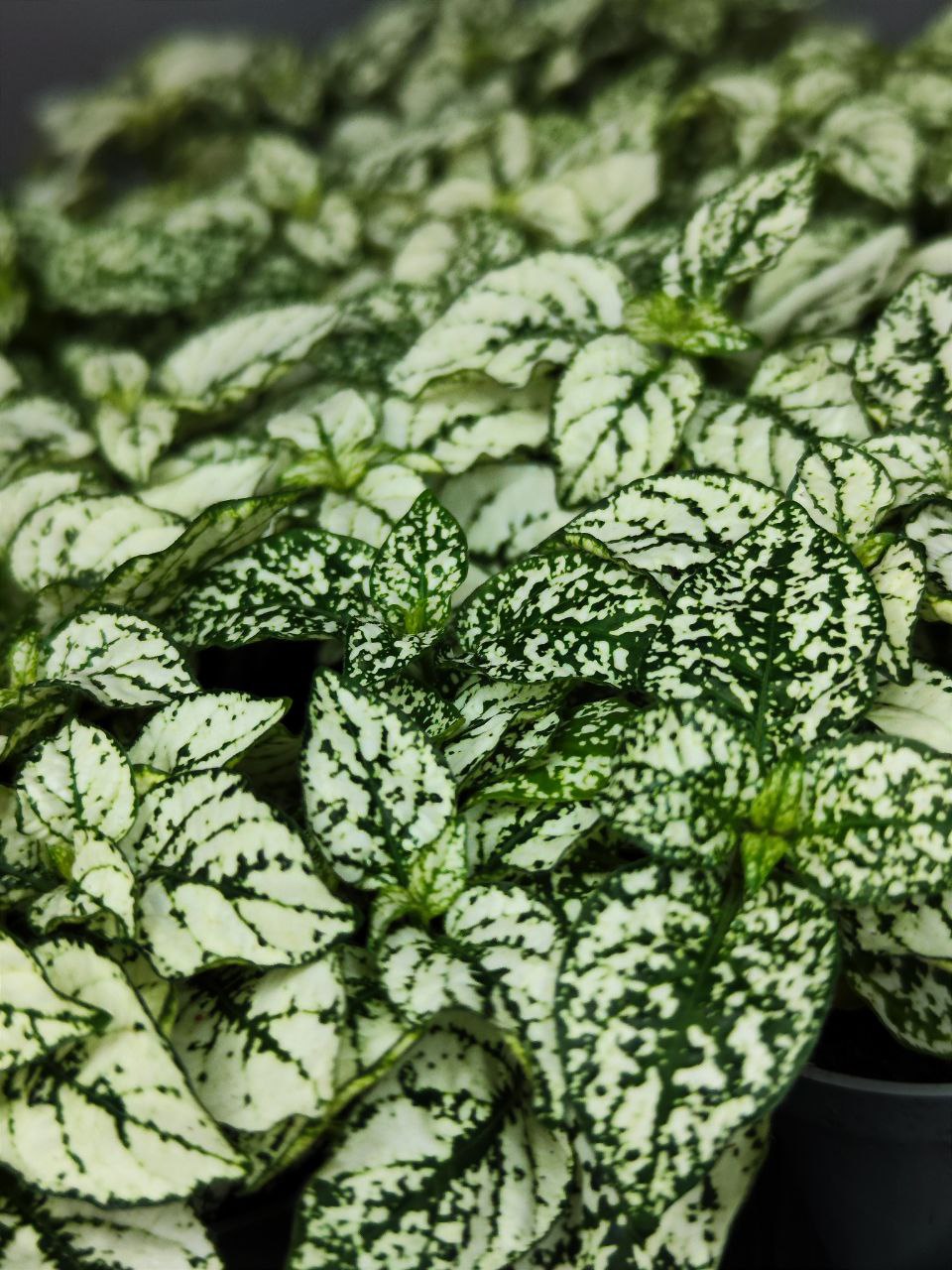 Гипоэстес Листоколосковый Вайт (Hypoestes Phyllostachya White) D6см