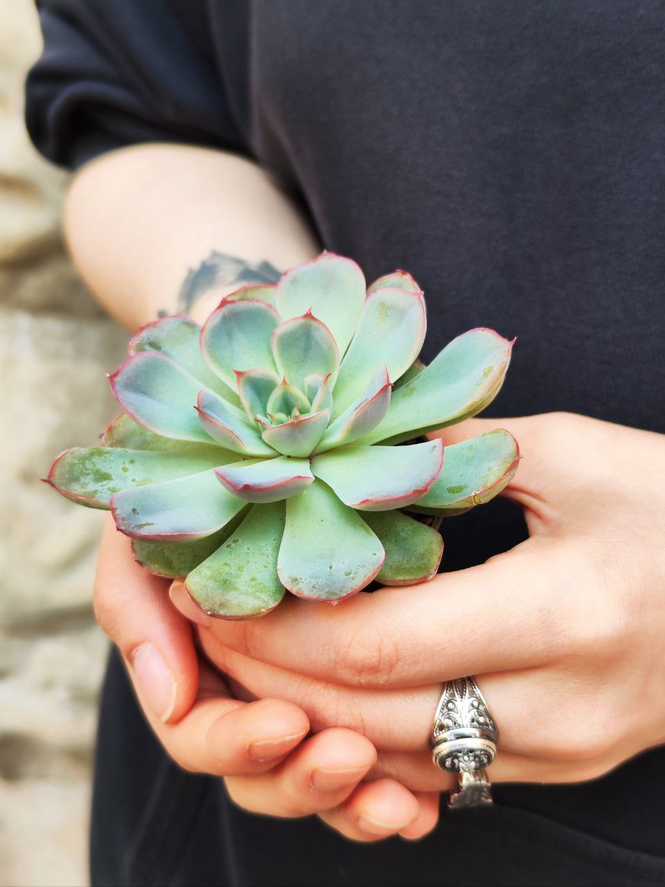 Эхеверия Пулидонис (Echeveria Pulidonis) D5см