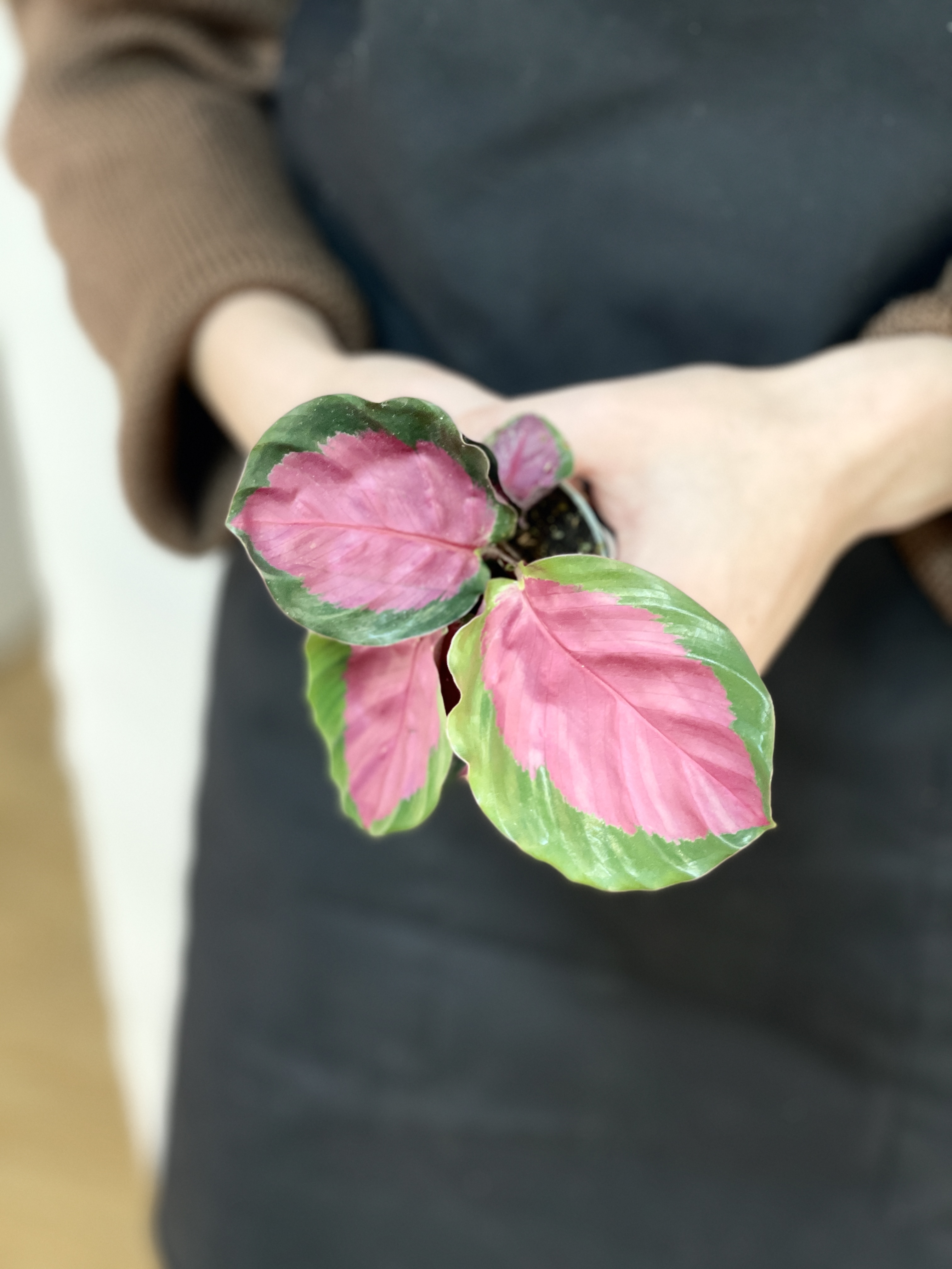 Калатея Розеопикта Рози (Calathea Roseopicta Rosy) D6см