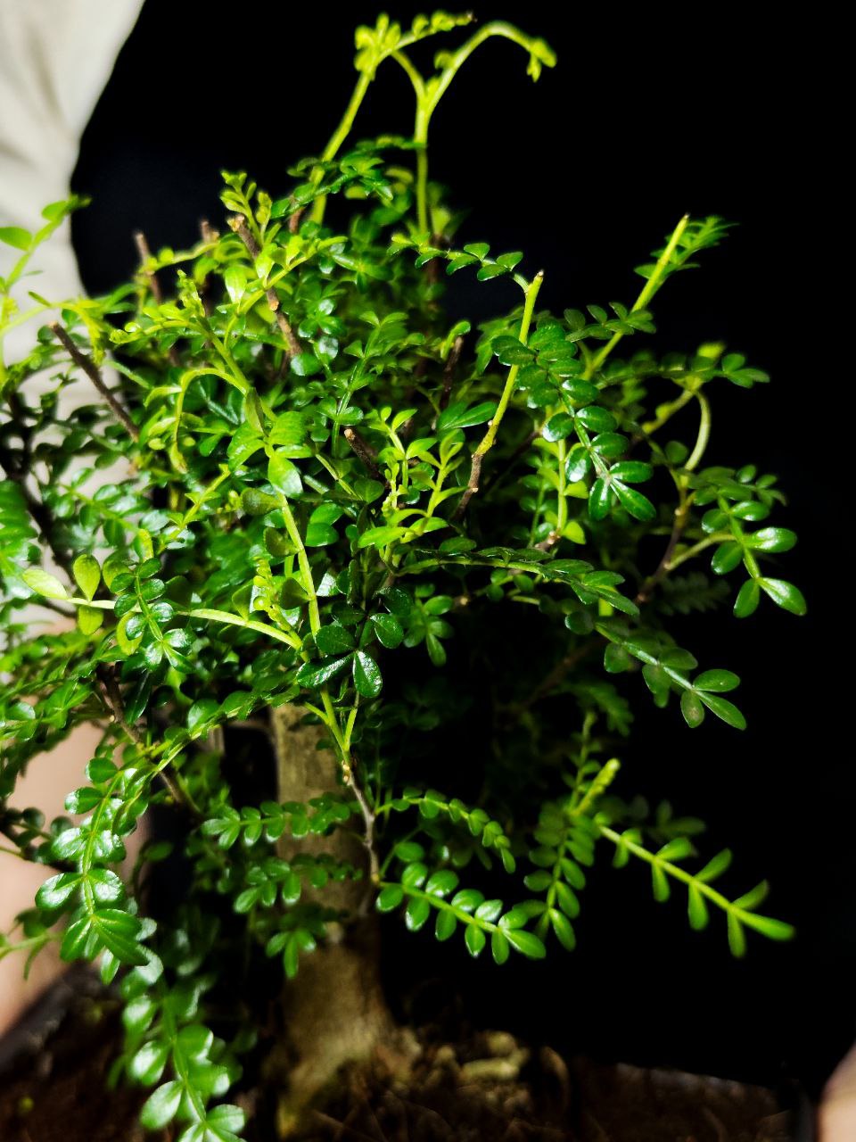 Бонсай Зантоксилум, Желтодревесник Прямой (Bonsai Zanthoxylum)