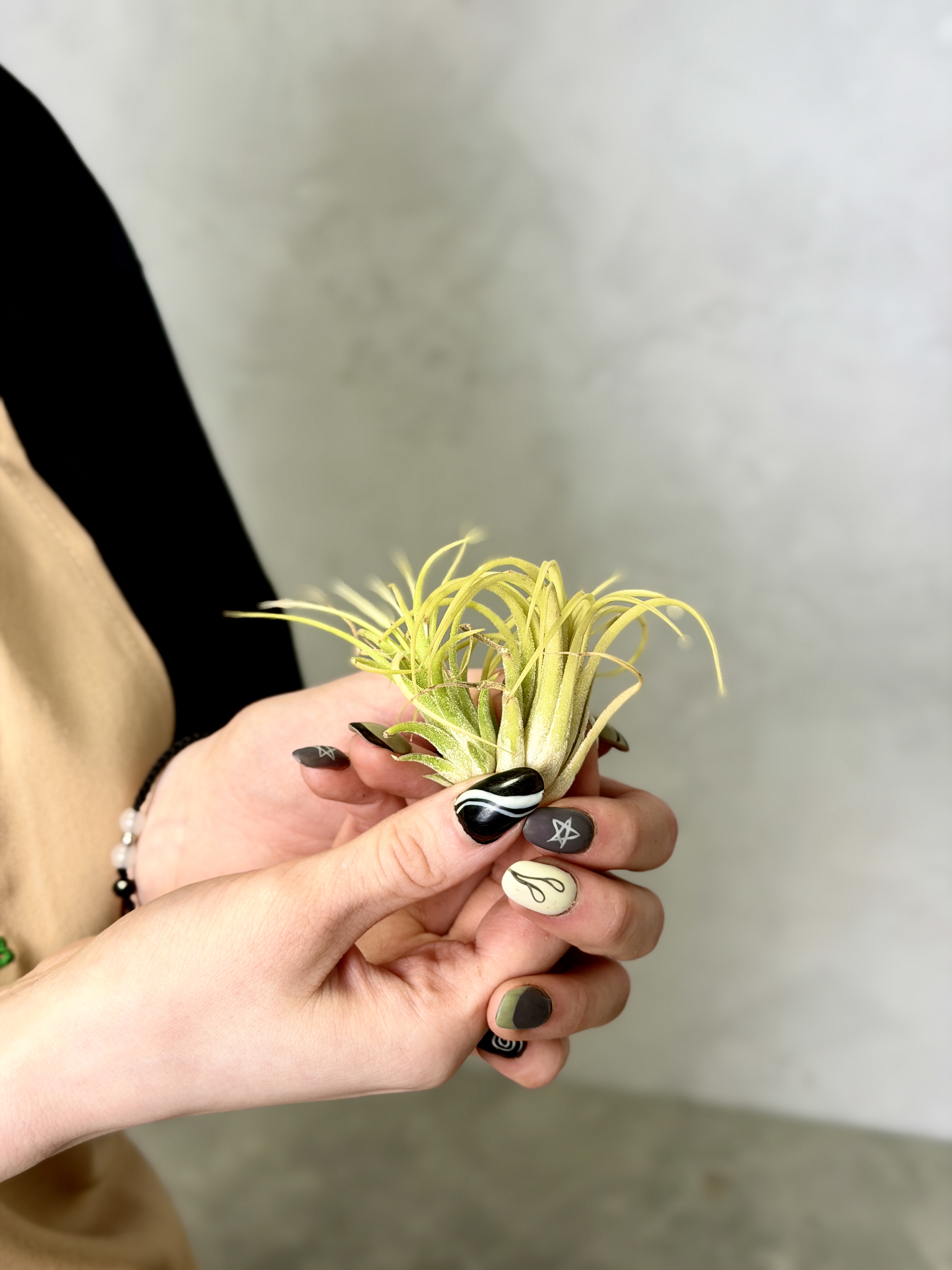 Тилландсия Ионанта Желтая (Tillandsia Ionantha Yellow)