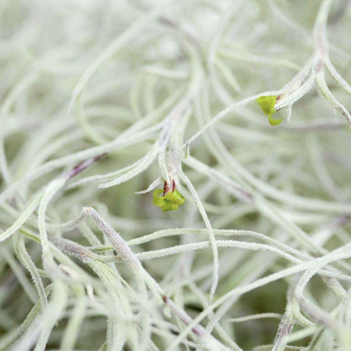 Тилландсия Уснеевидная (Tillandsia Usneoides)