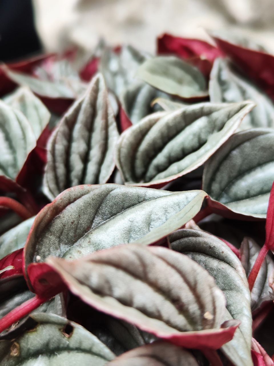 Пеперомия Каперата Мендоза (Peperomia Caperata Mendoza) D5см