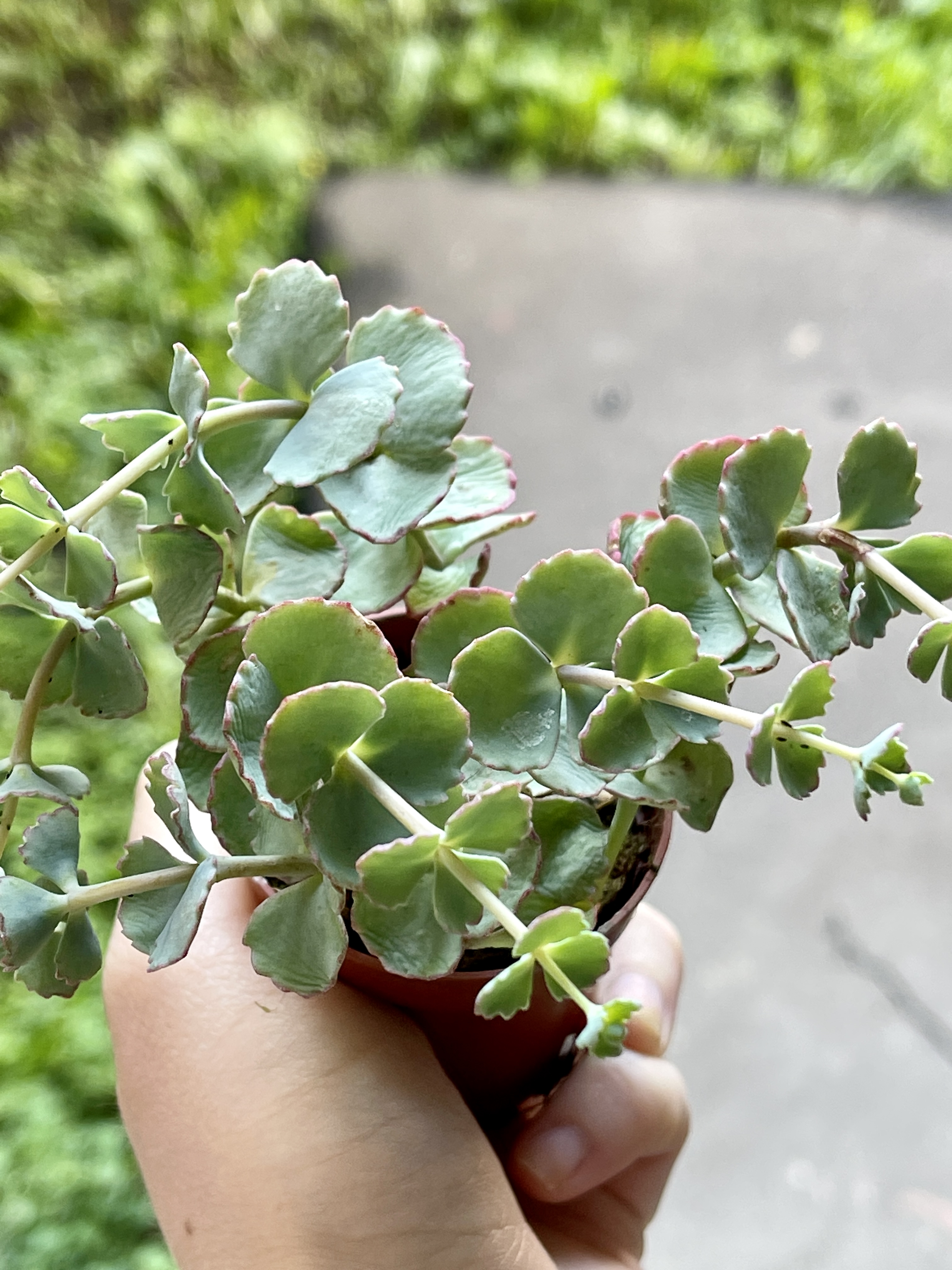 Седум Зибольда (Sedum Sieboldii) D5см