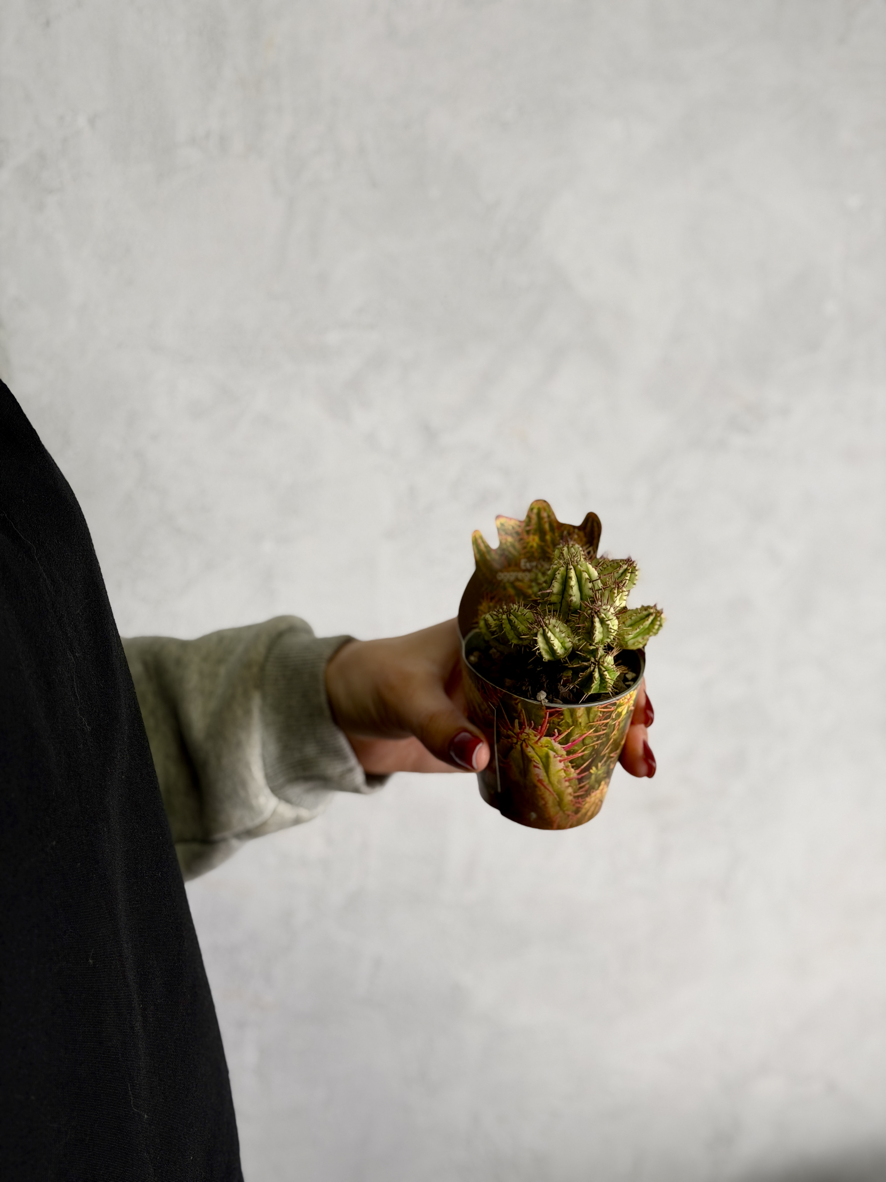 Эуфорбия Аггрегата Вариегата (Euphorbia Aggregata Variegata) D6,5см